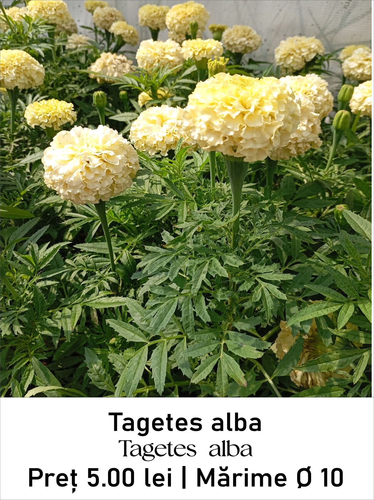 magazin tagetes_alba servicii publice iasi