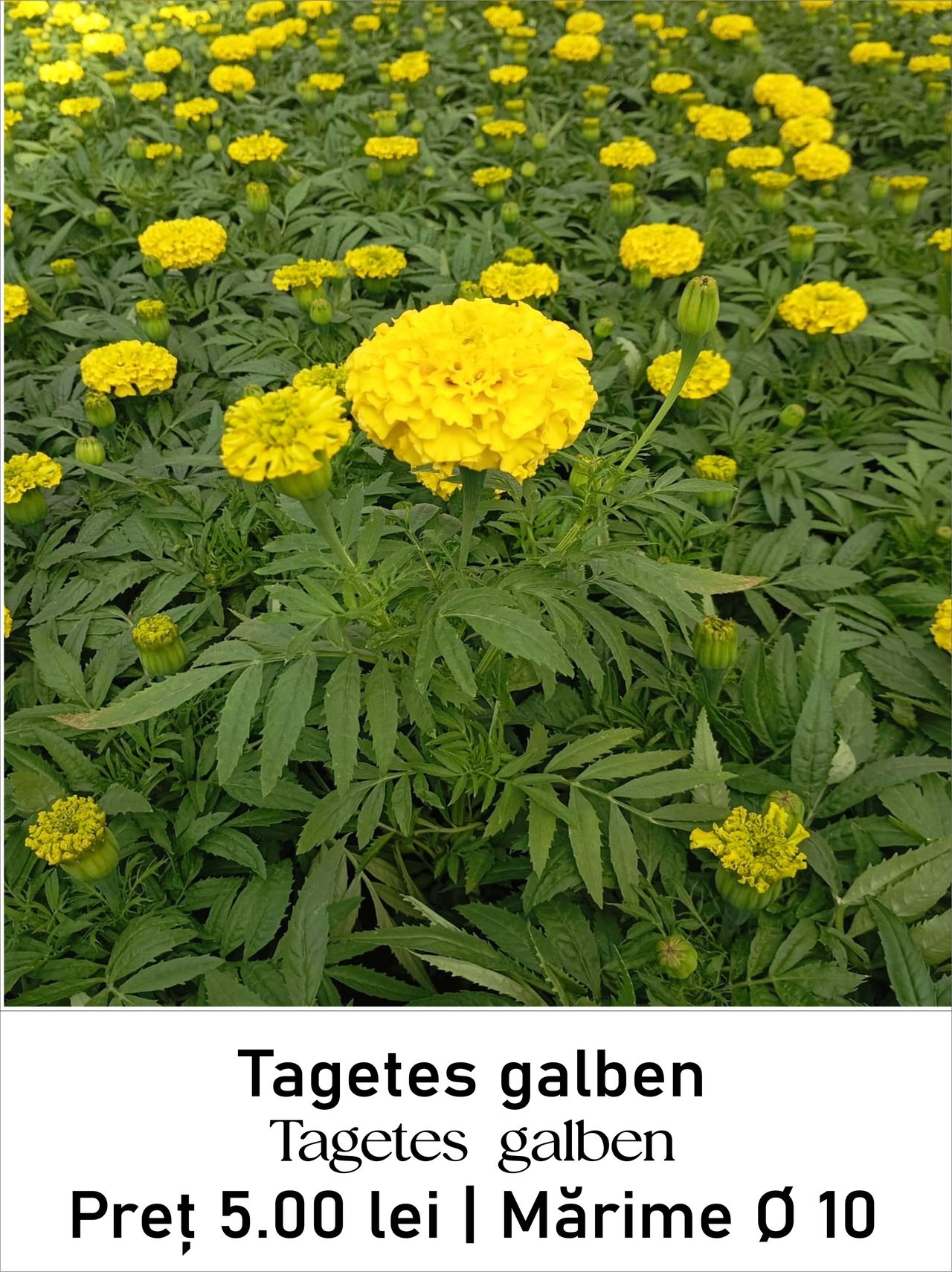 magazin tagetes_galben servicii publice iasi