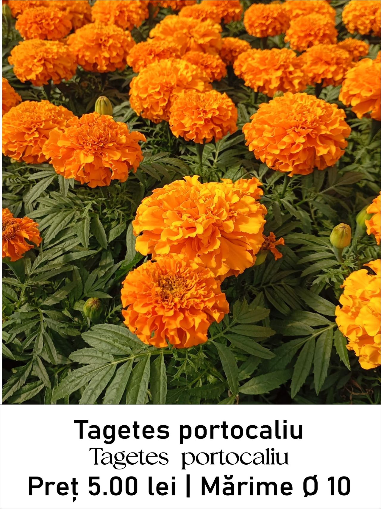 magazin tagetes_portocaliu servicii publice iasi