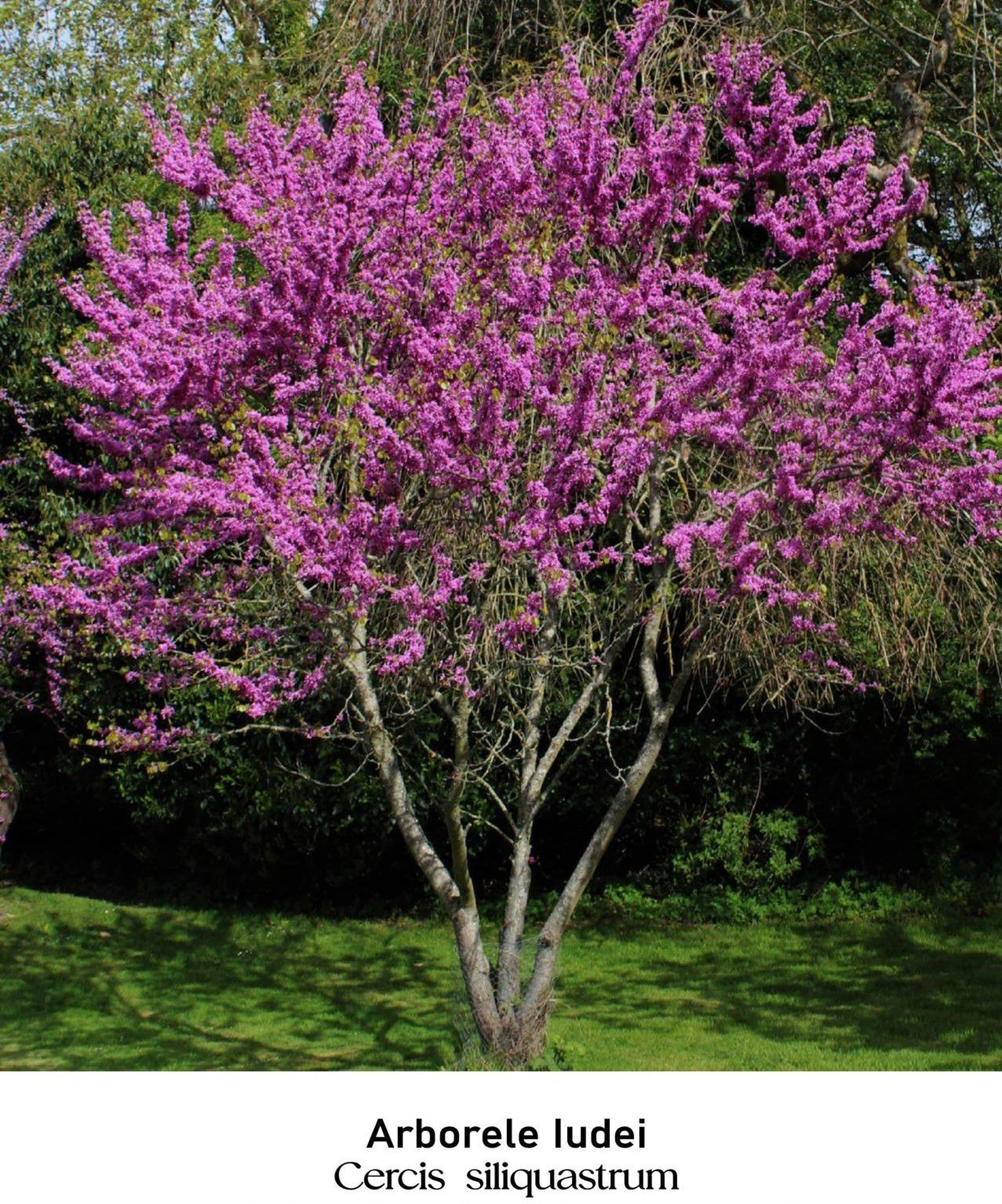 magazin arborele iudei servicii publice iasi