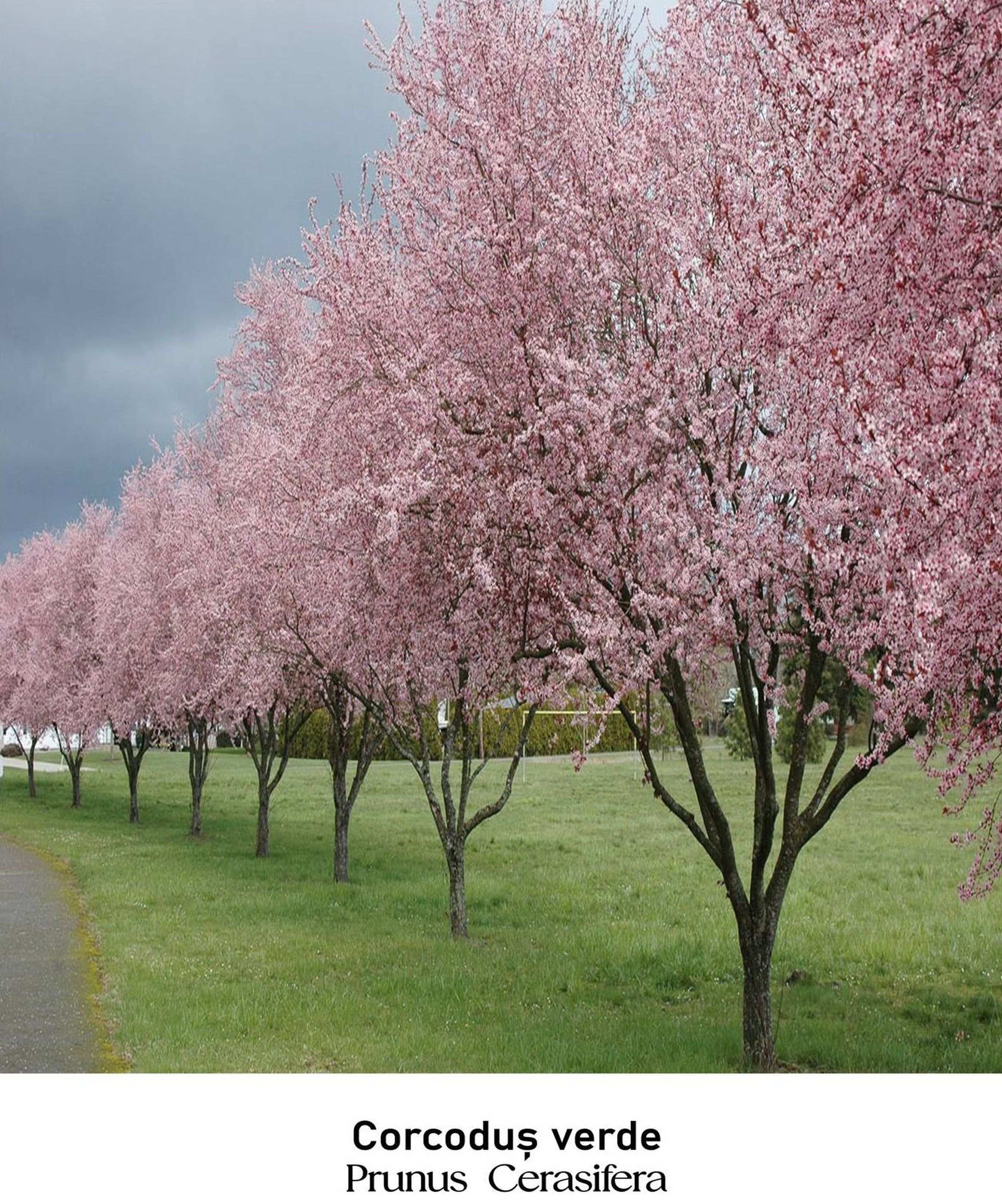 magazin corcodus verde servicii publice iasi