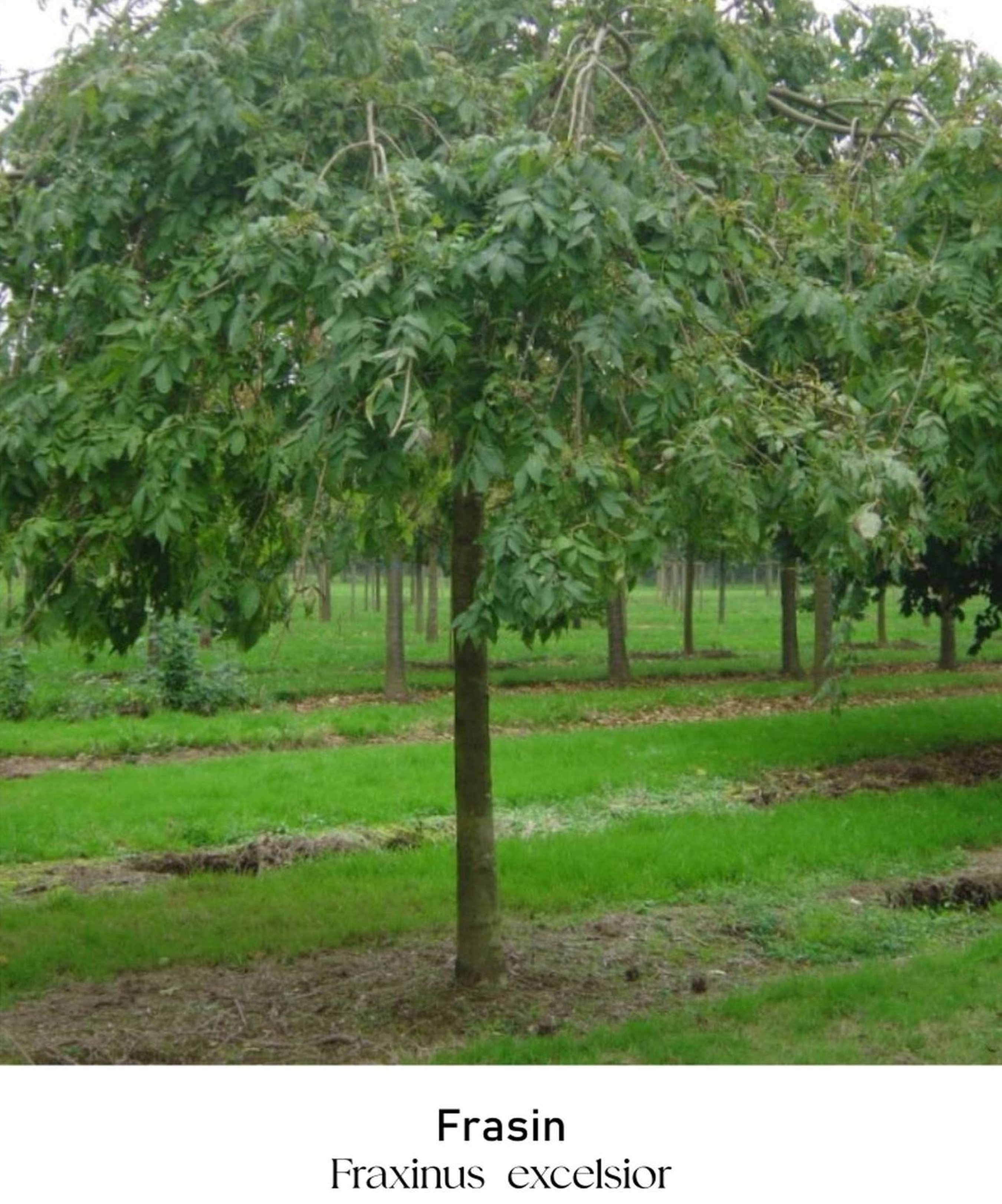 magazin frasin servicii publice iasi