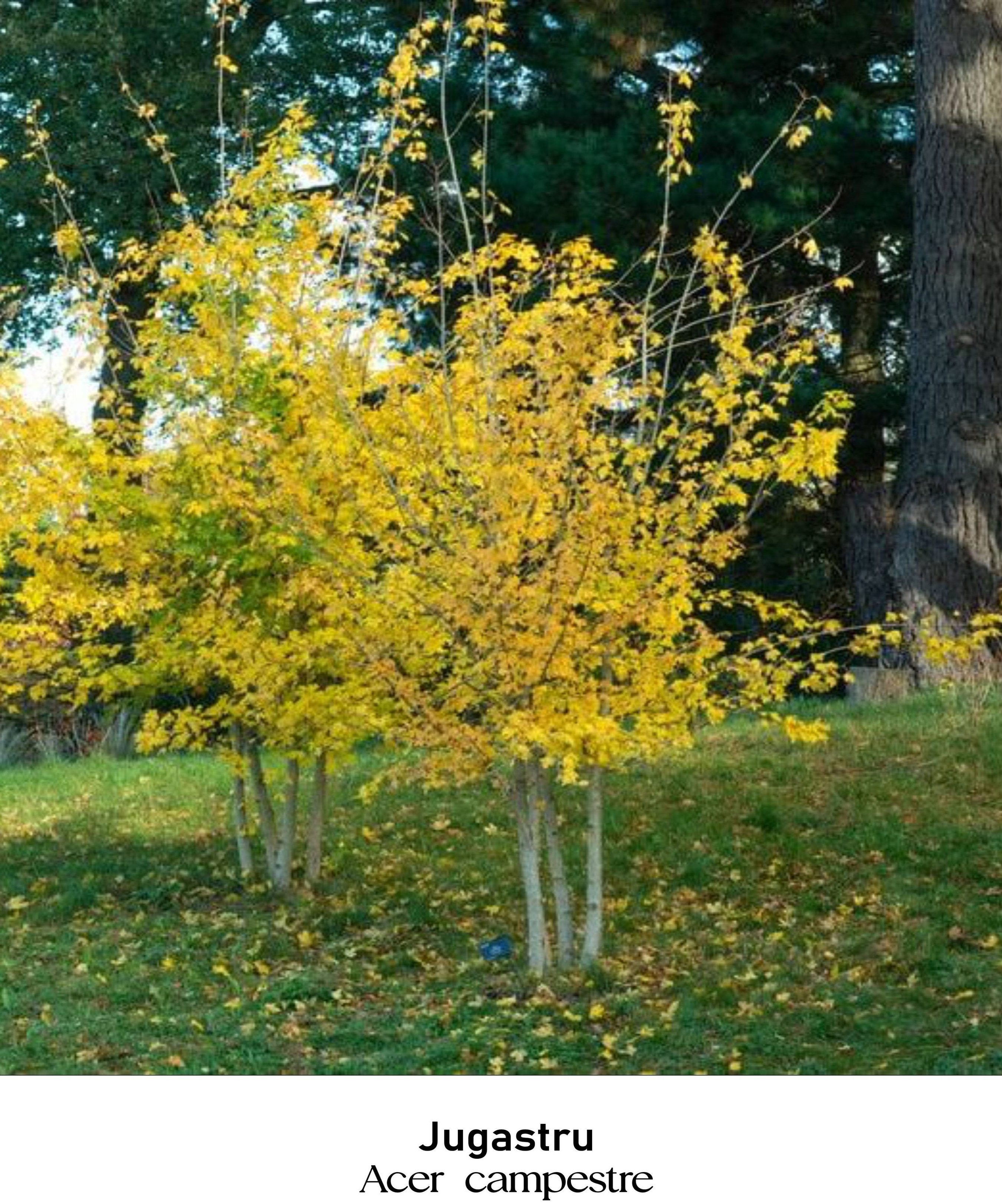 magazin jugastru servicii publice iasi