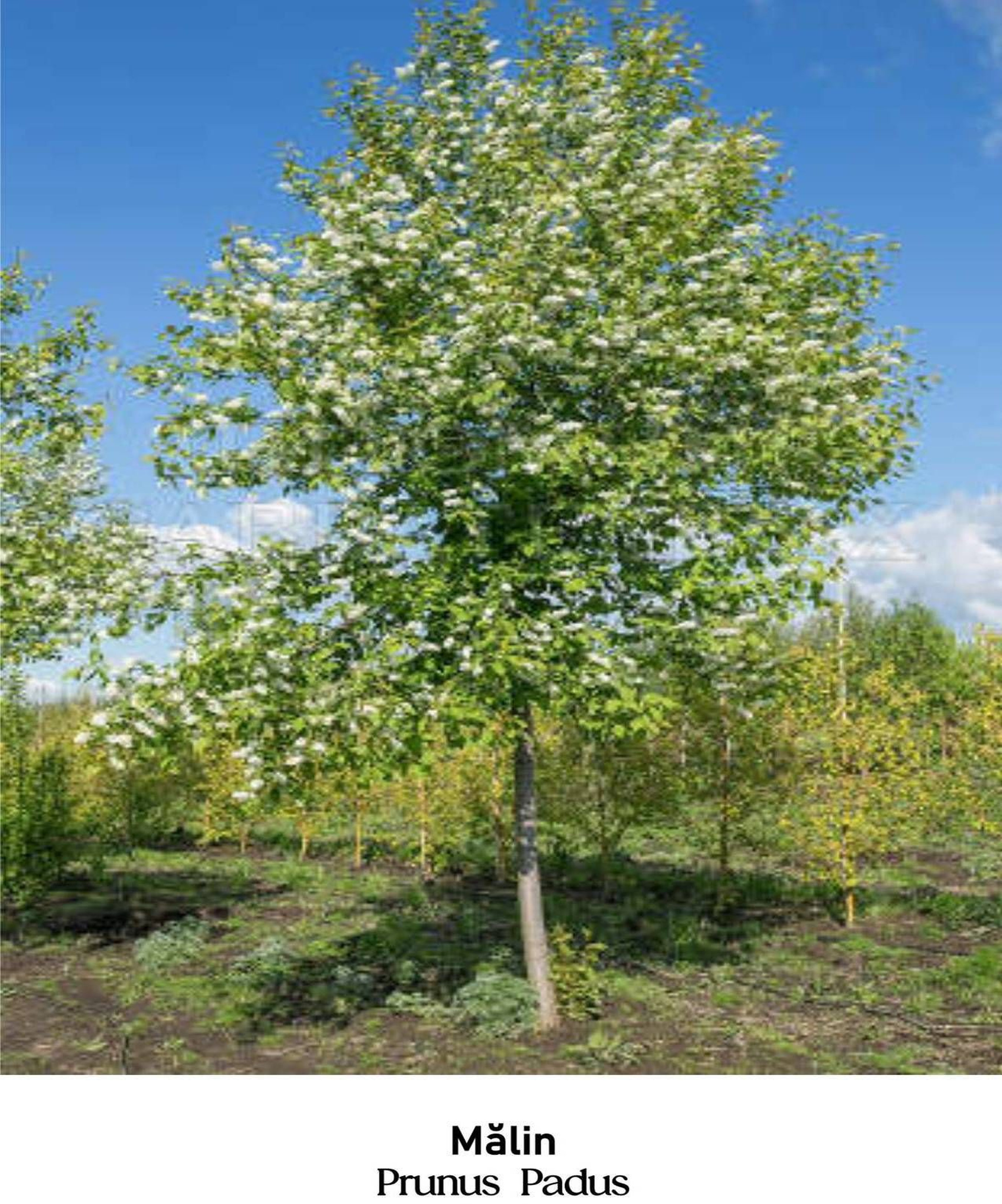 magazin malin servicii publice iasi