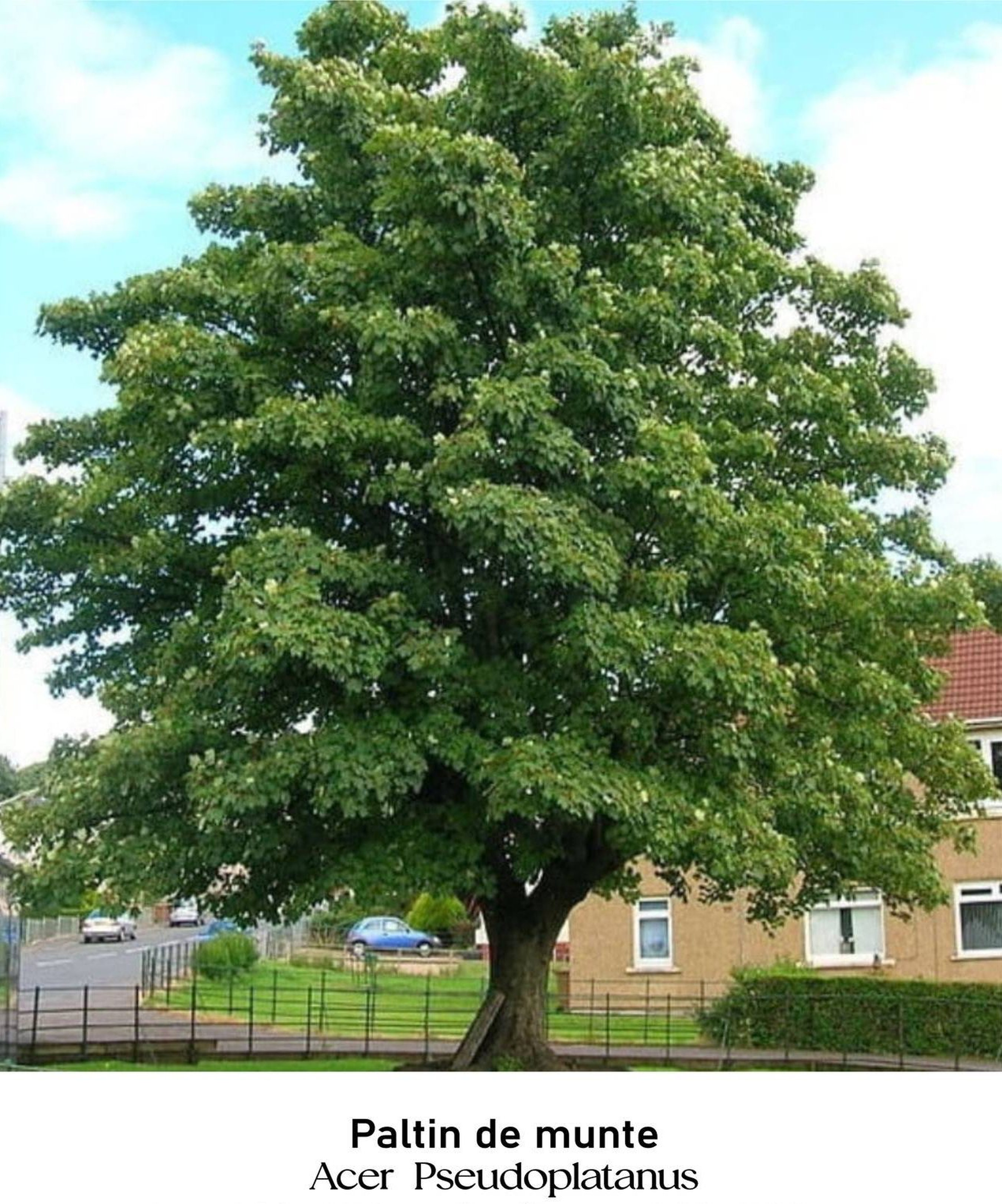 magazin paltin de munte servicii publice iasi