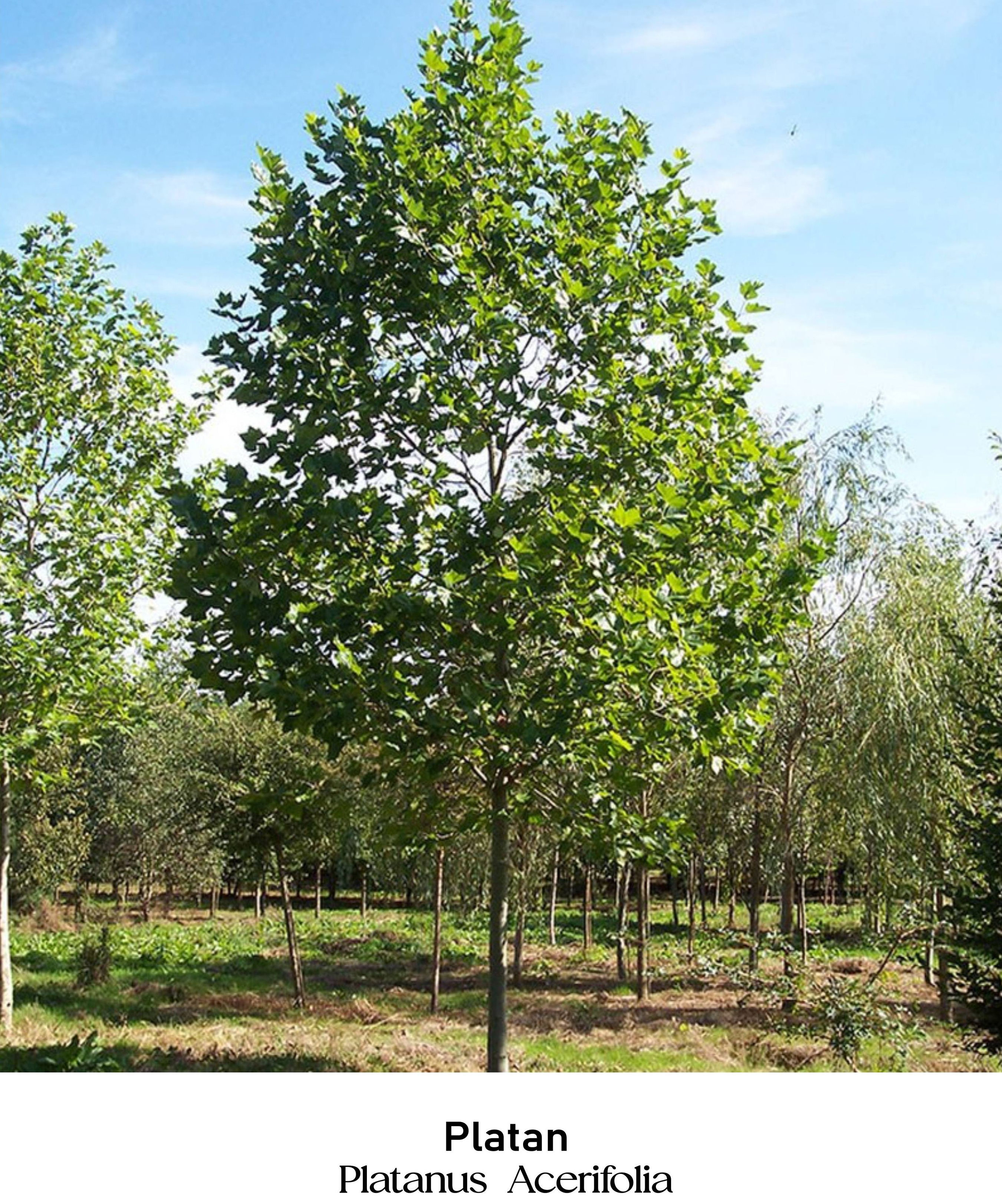 magazin platan servicii publice iasi