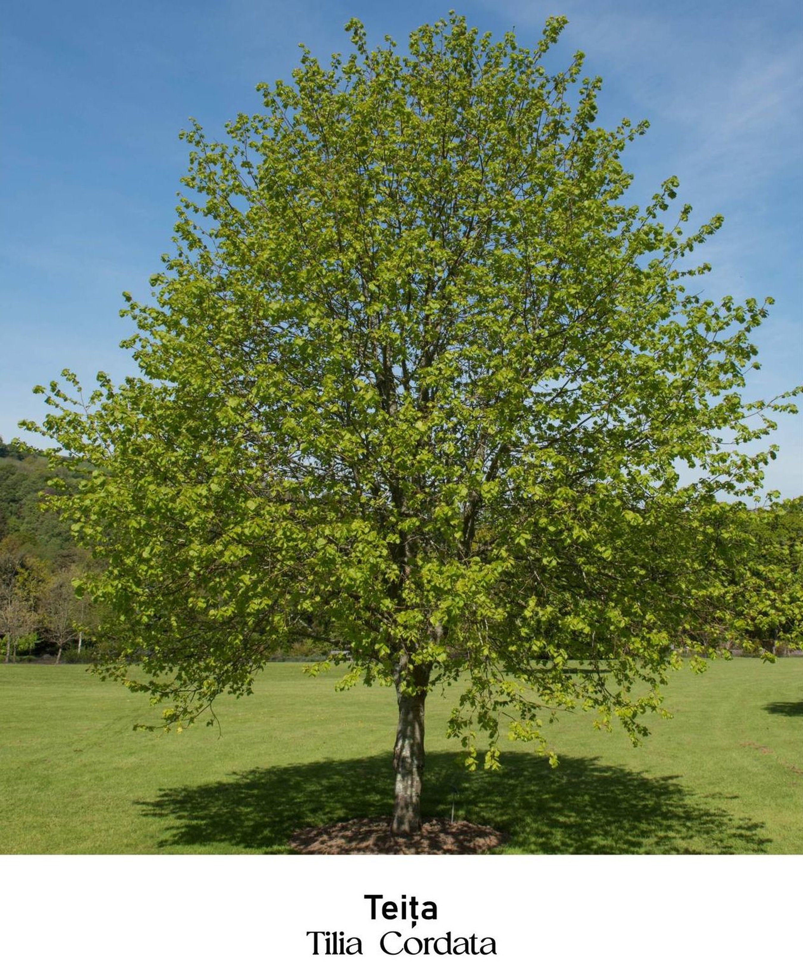 magazin teita servicii publice iasi