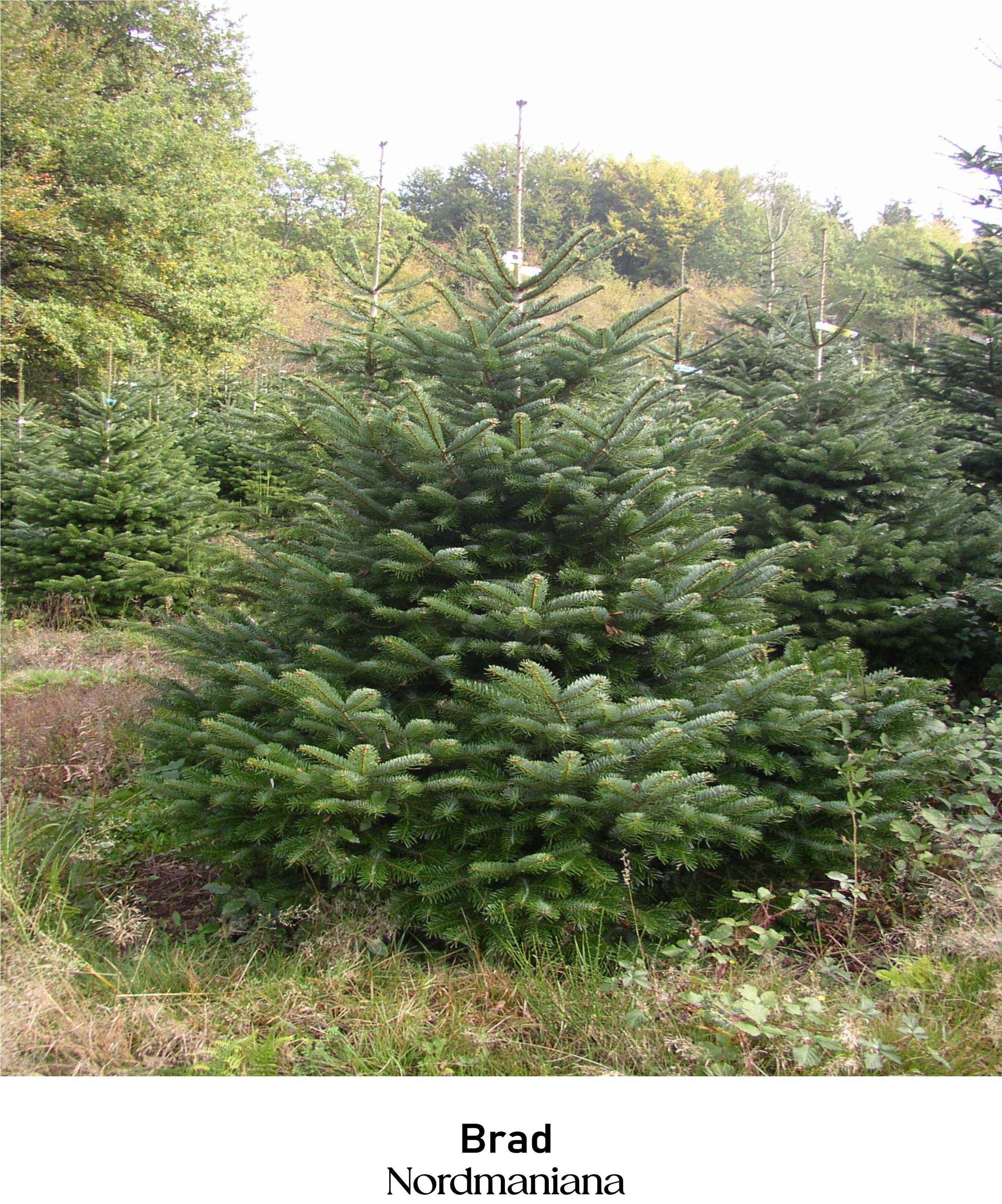 magazin brad servicii publice iasi