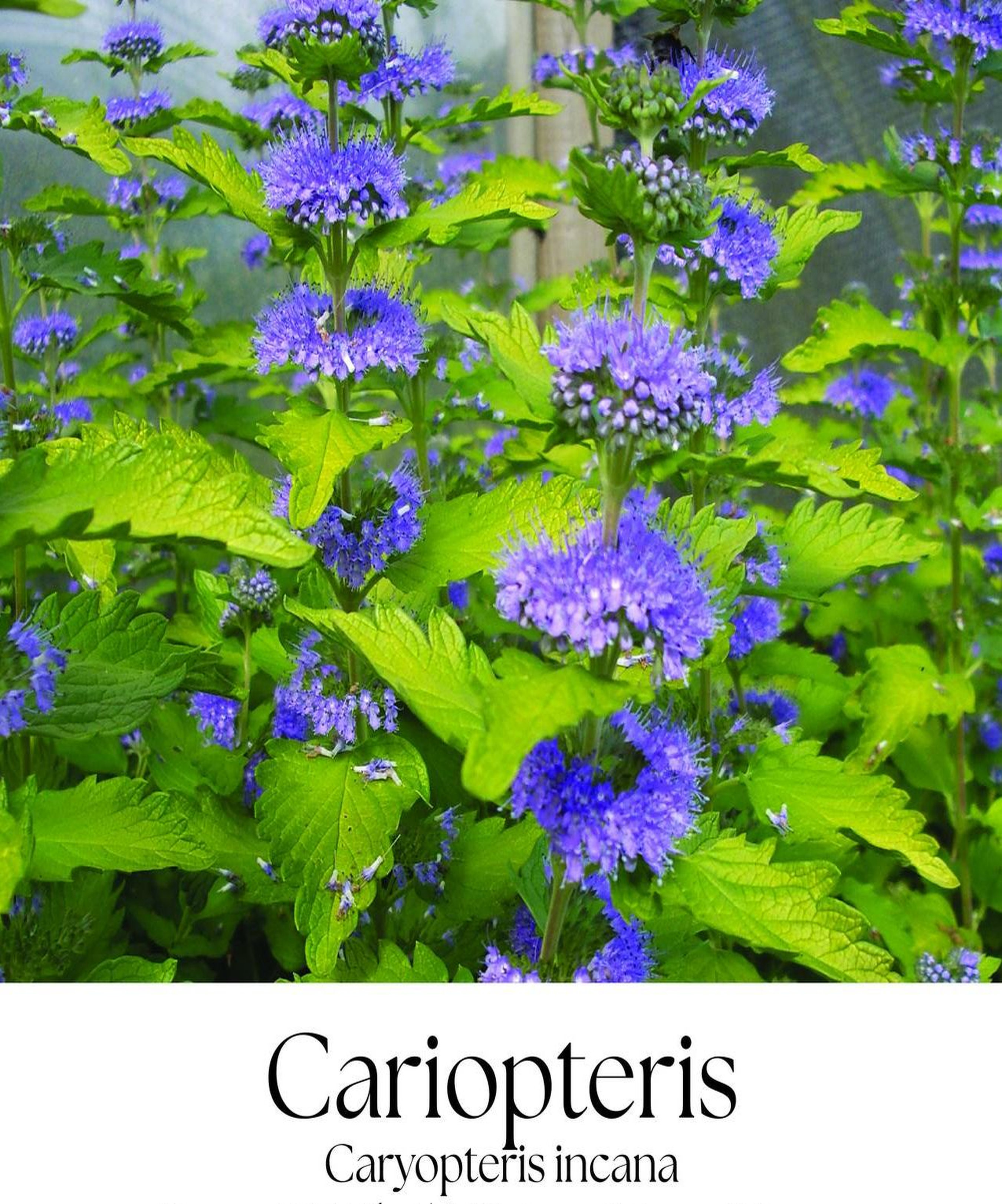 magazin cariopteris servicii publice iasi