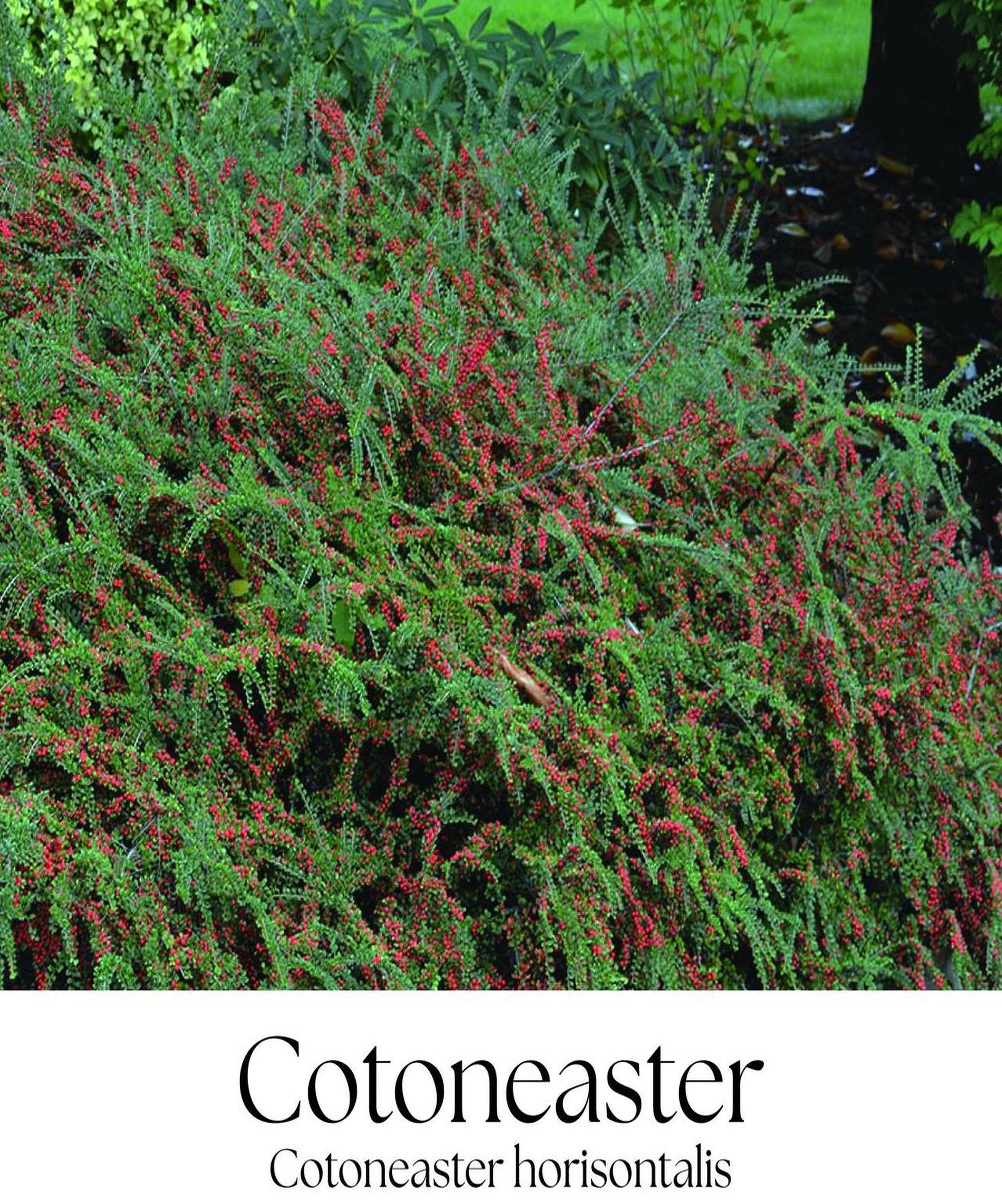 magazin cotoneaster servicii publice iasi