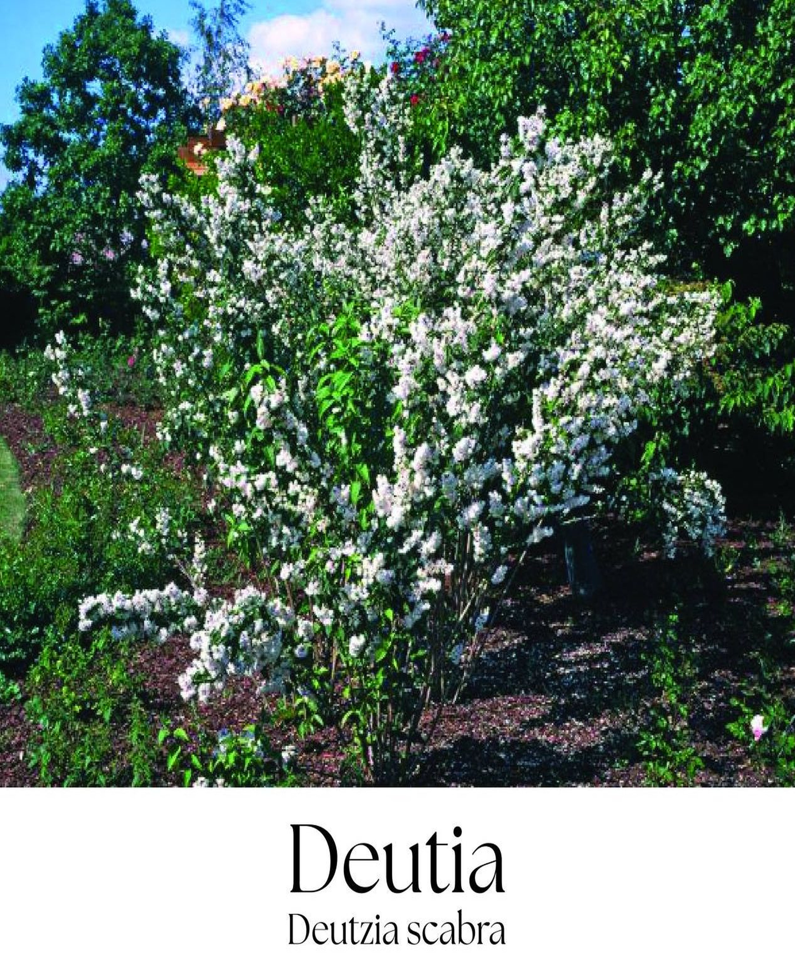 magazin deutia servicii publice iasi