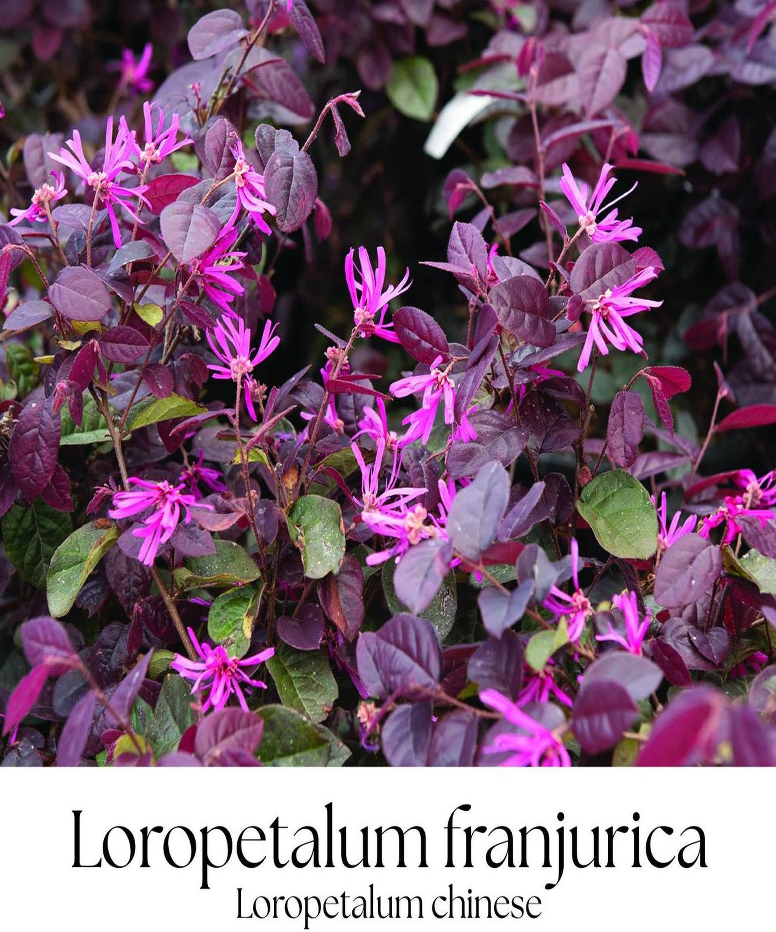 magazin loropetalum franjurica mica servicii publice iasi