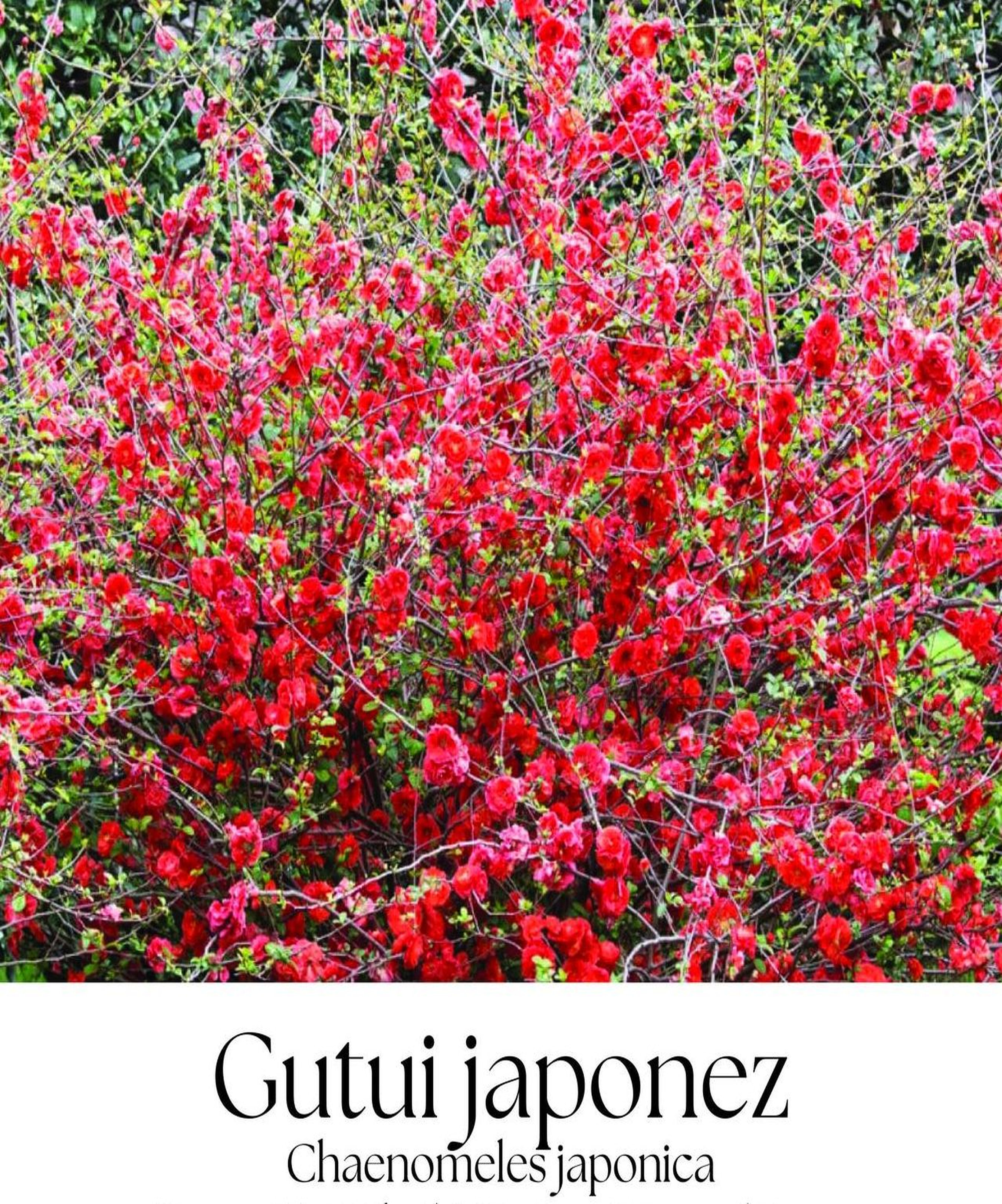 magazin gutui servicii publice iasi