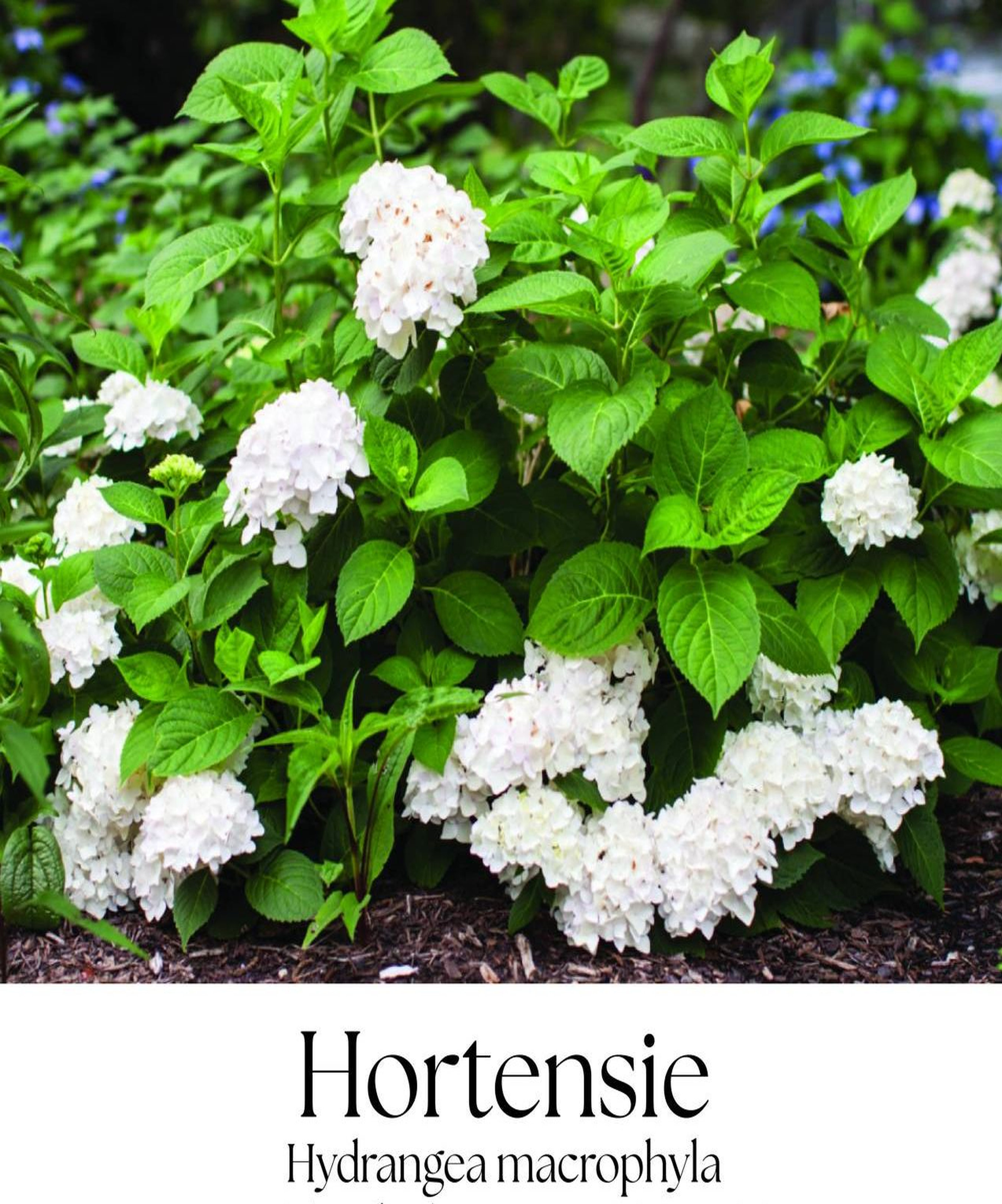 magazin hortensie servicii publice iasi