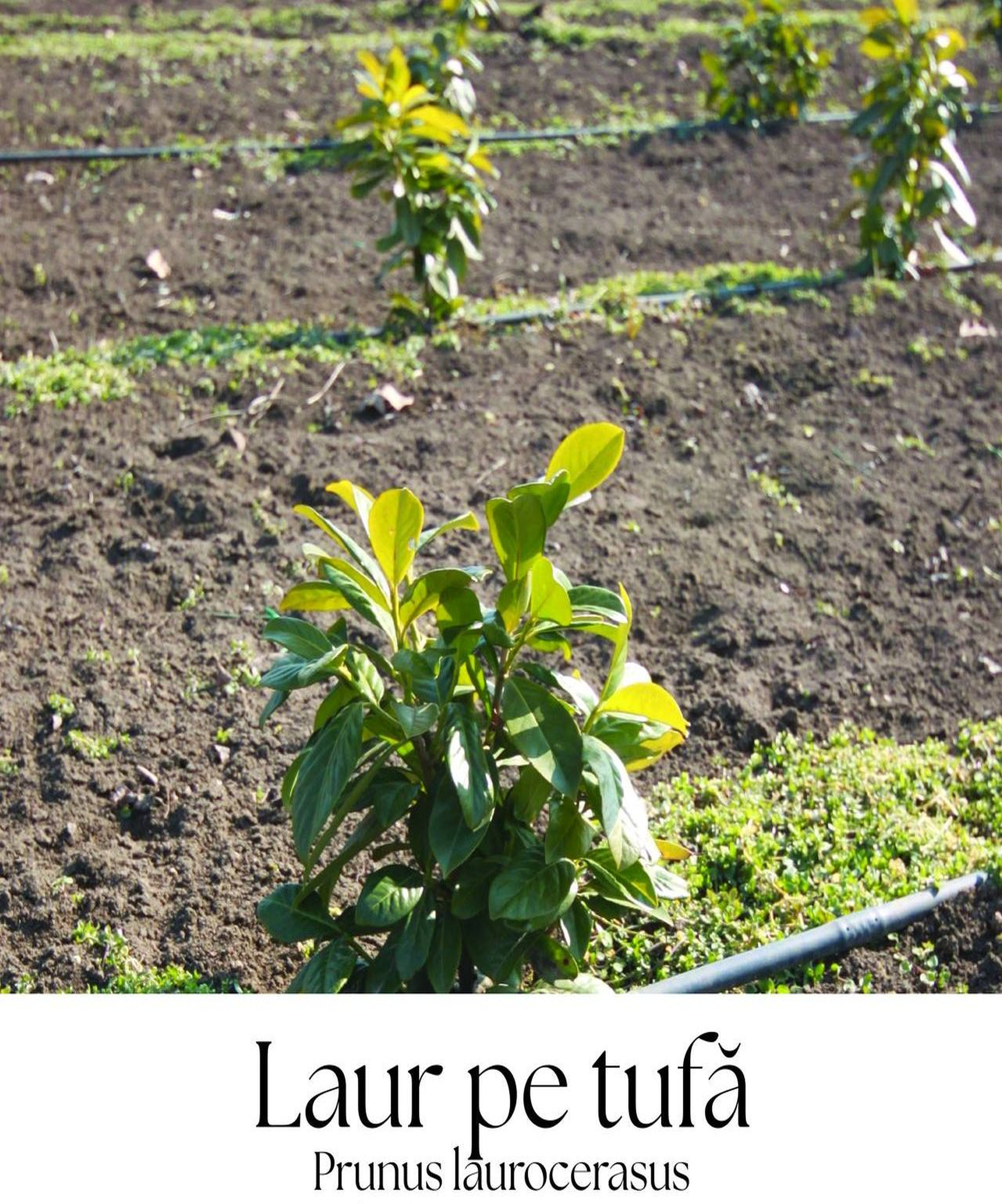 magazin laur tulpina mica servicii publice iasi