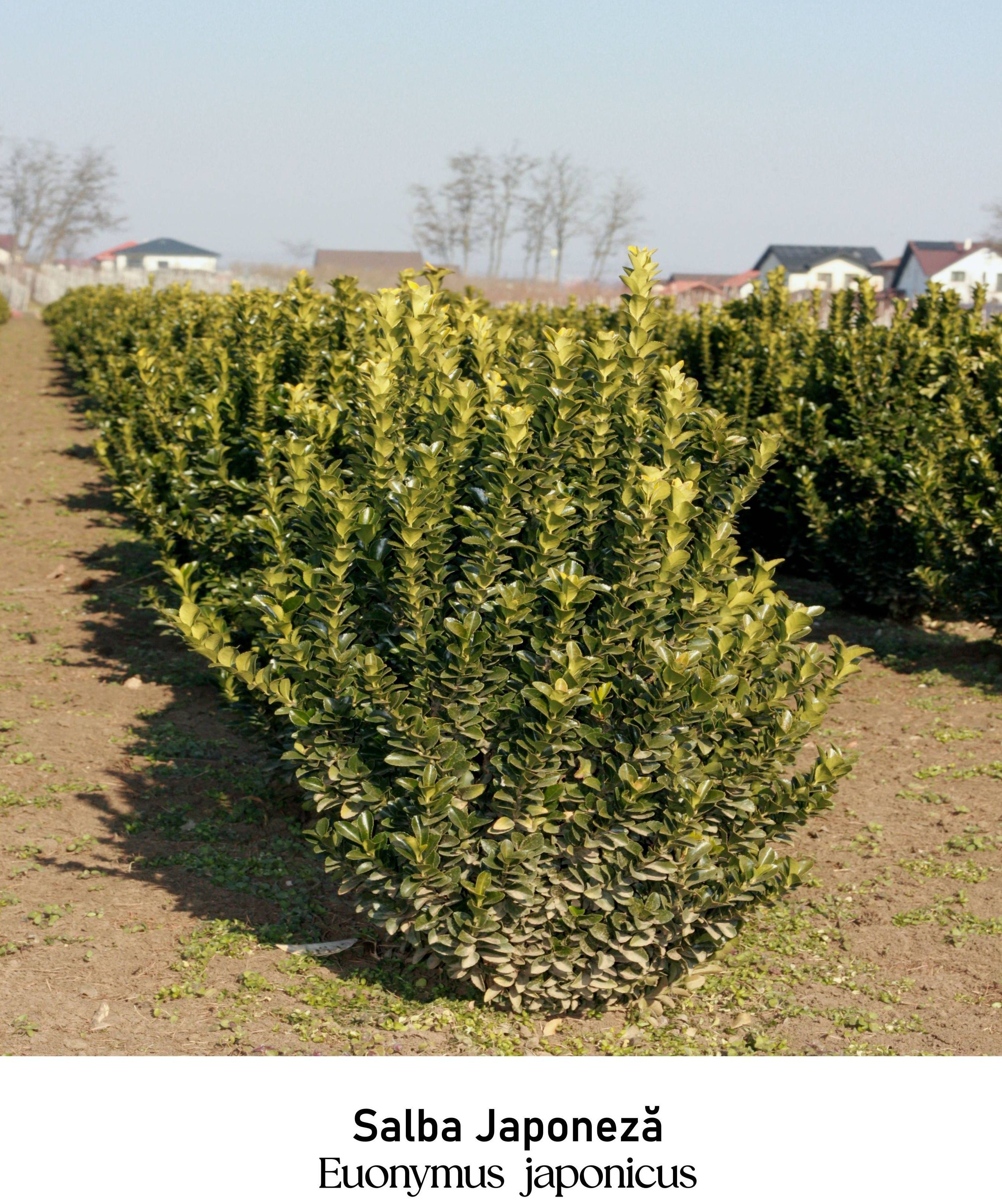 magazin salba japoneza servicii publice iasi