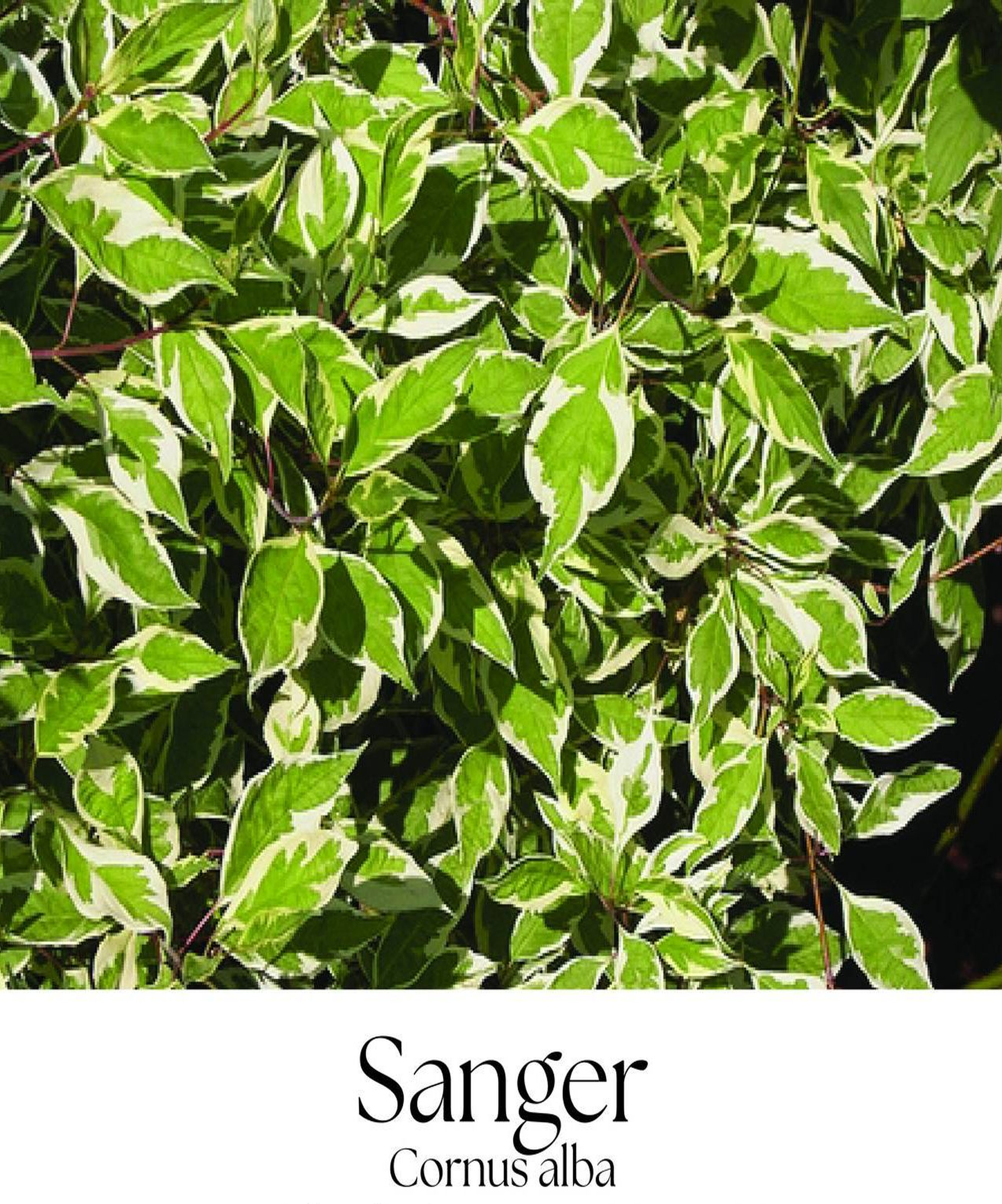 magazin sanger servicii publice iasi