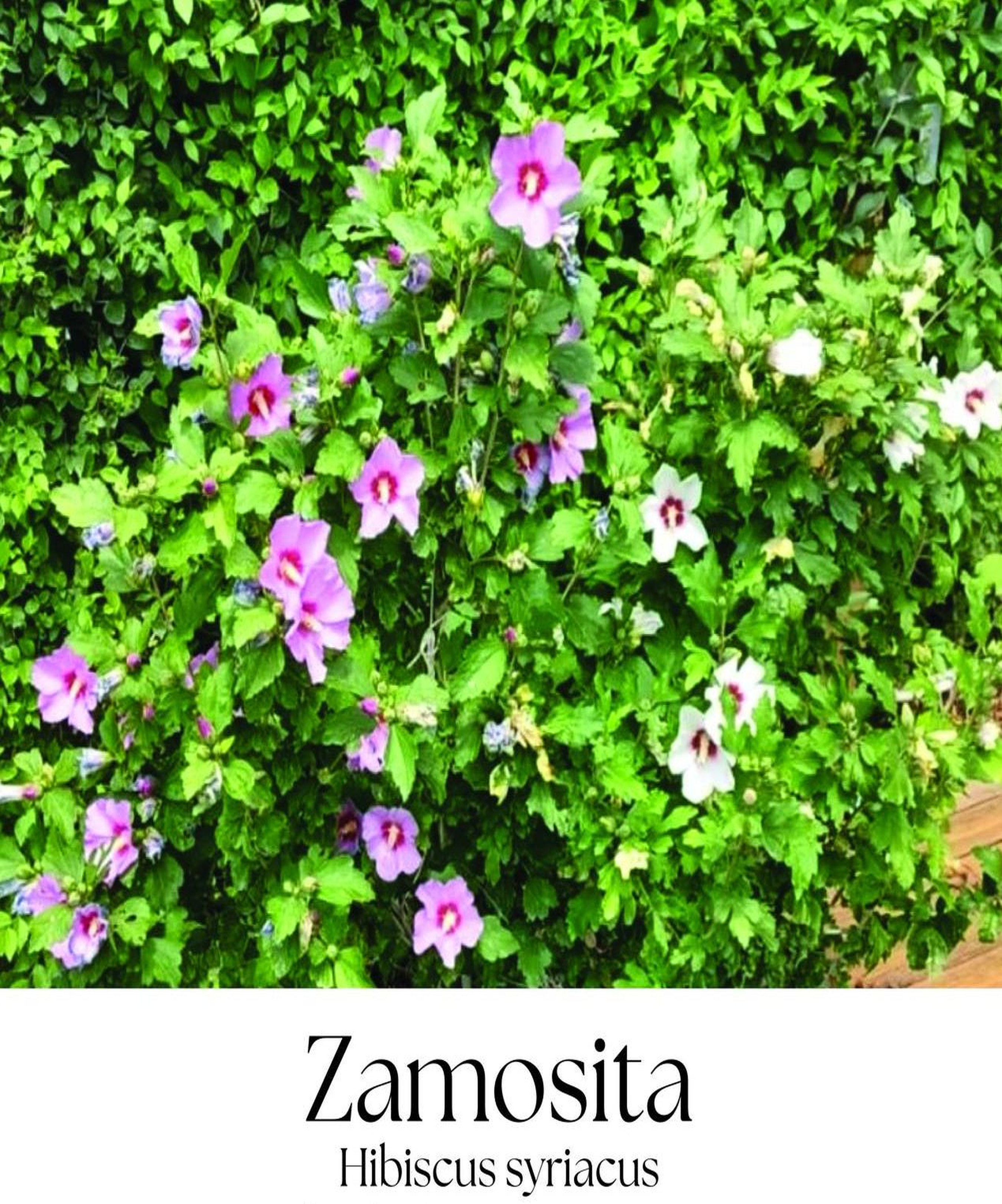 magazin zamosita servicii publice iasi