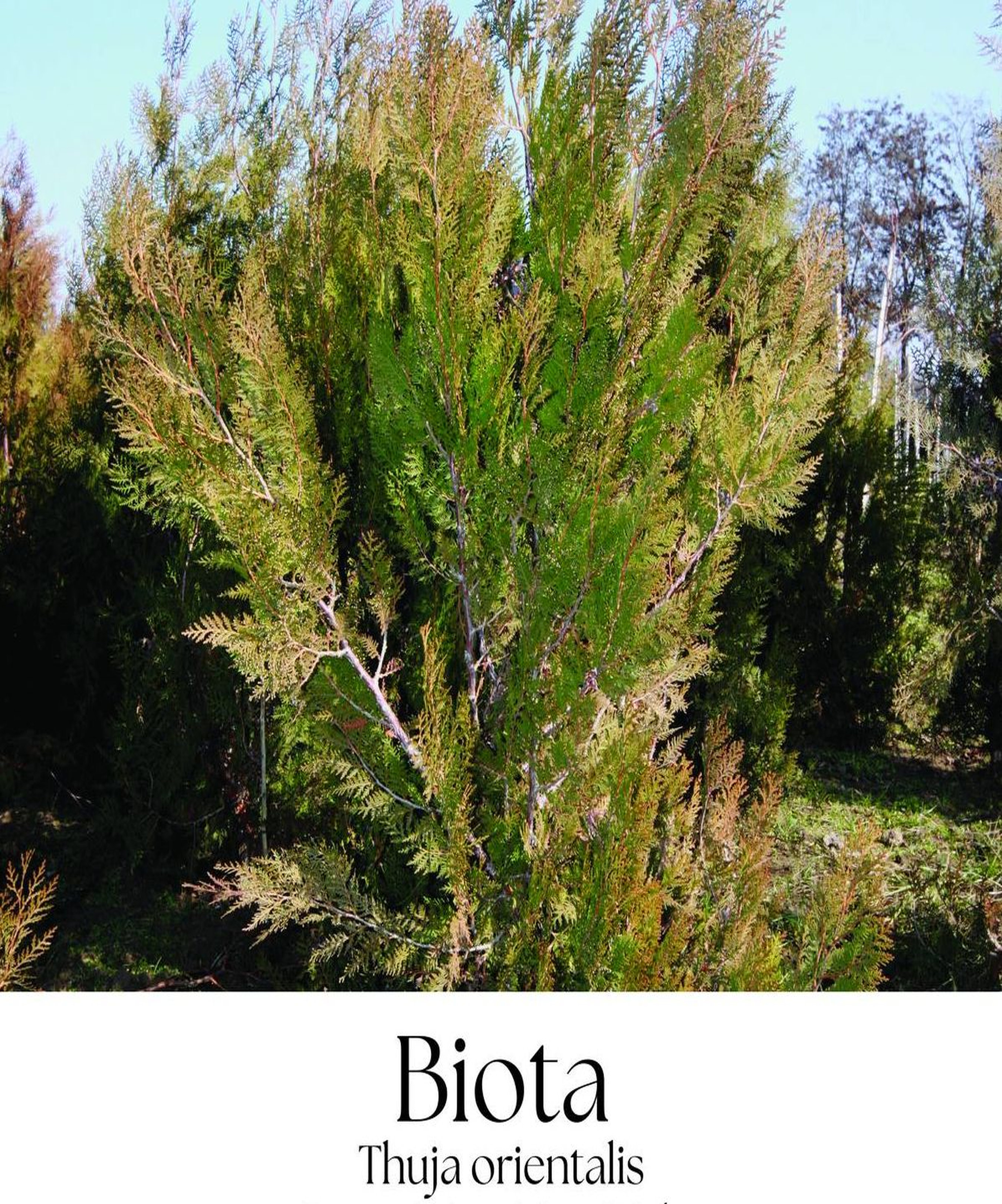 magazin biota servicii publice iasi