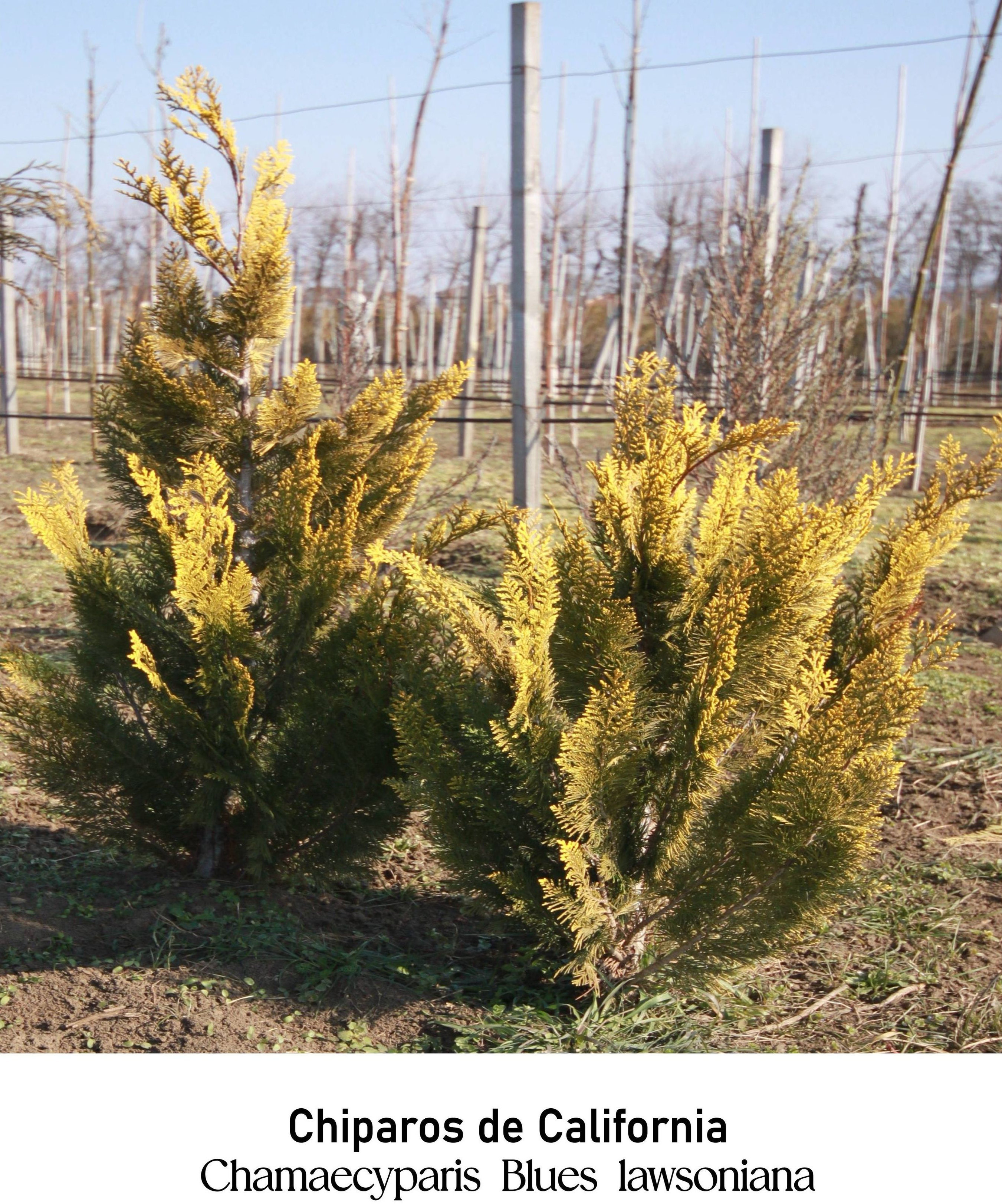 magazin chiparos de california servicii publice iasi