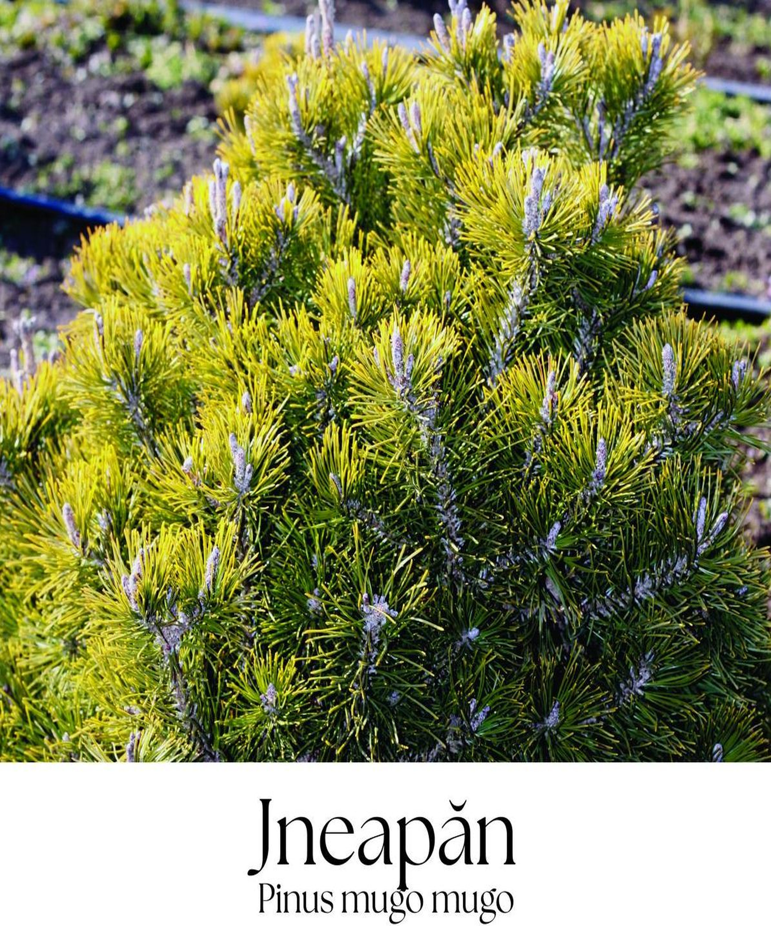 magazin jneapan servicii publice iasi