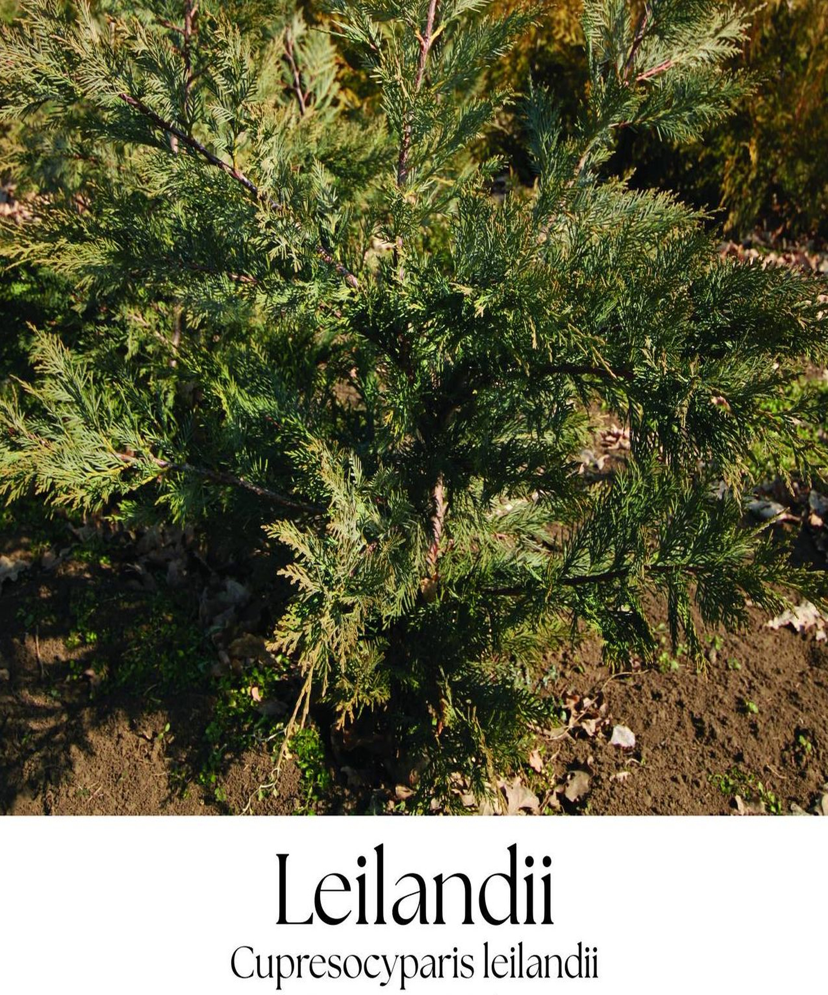 magazin leilandrii servicii publice iasi