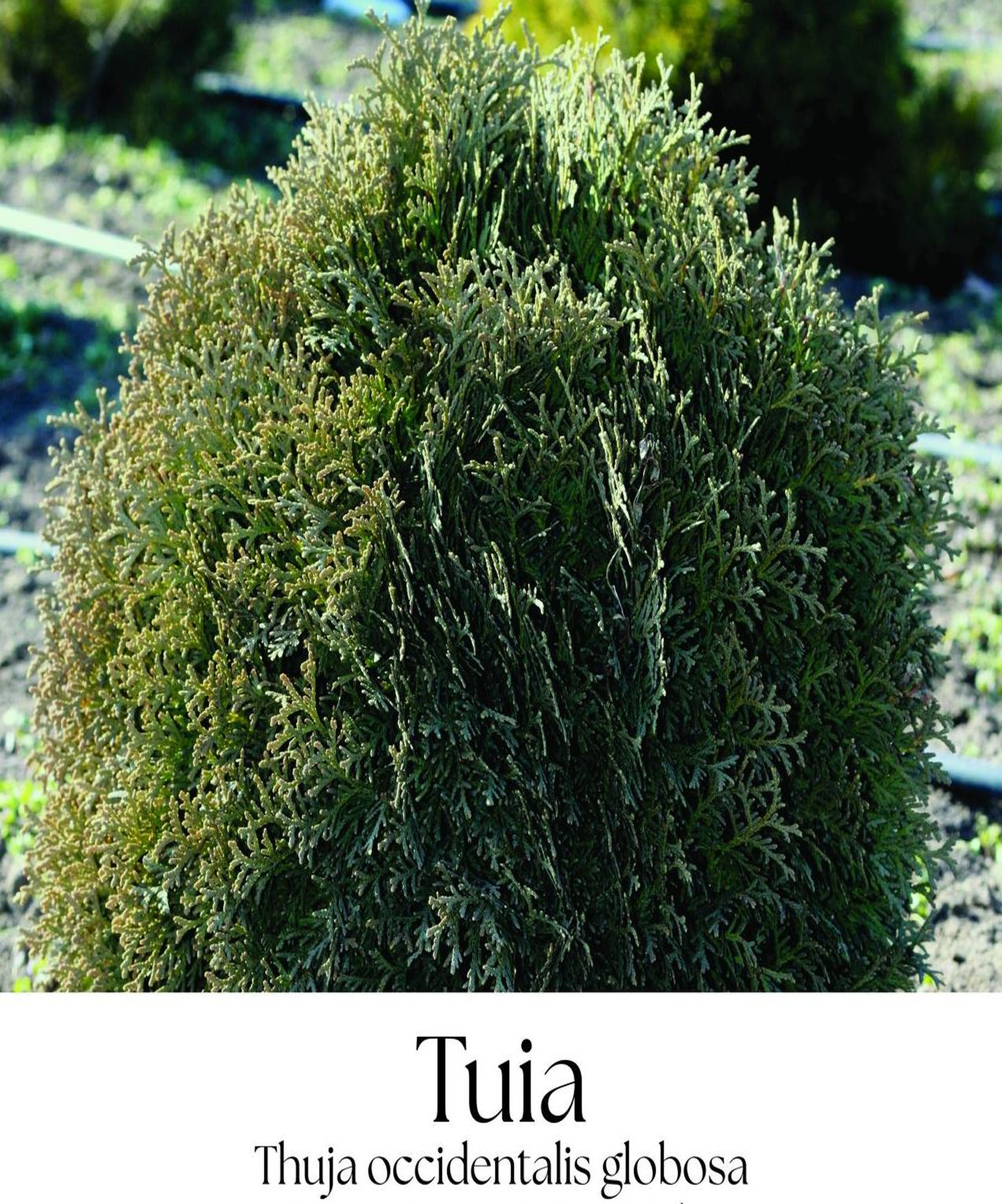 magazin tuia servicii publice iasi