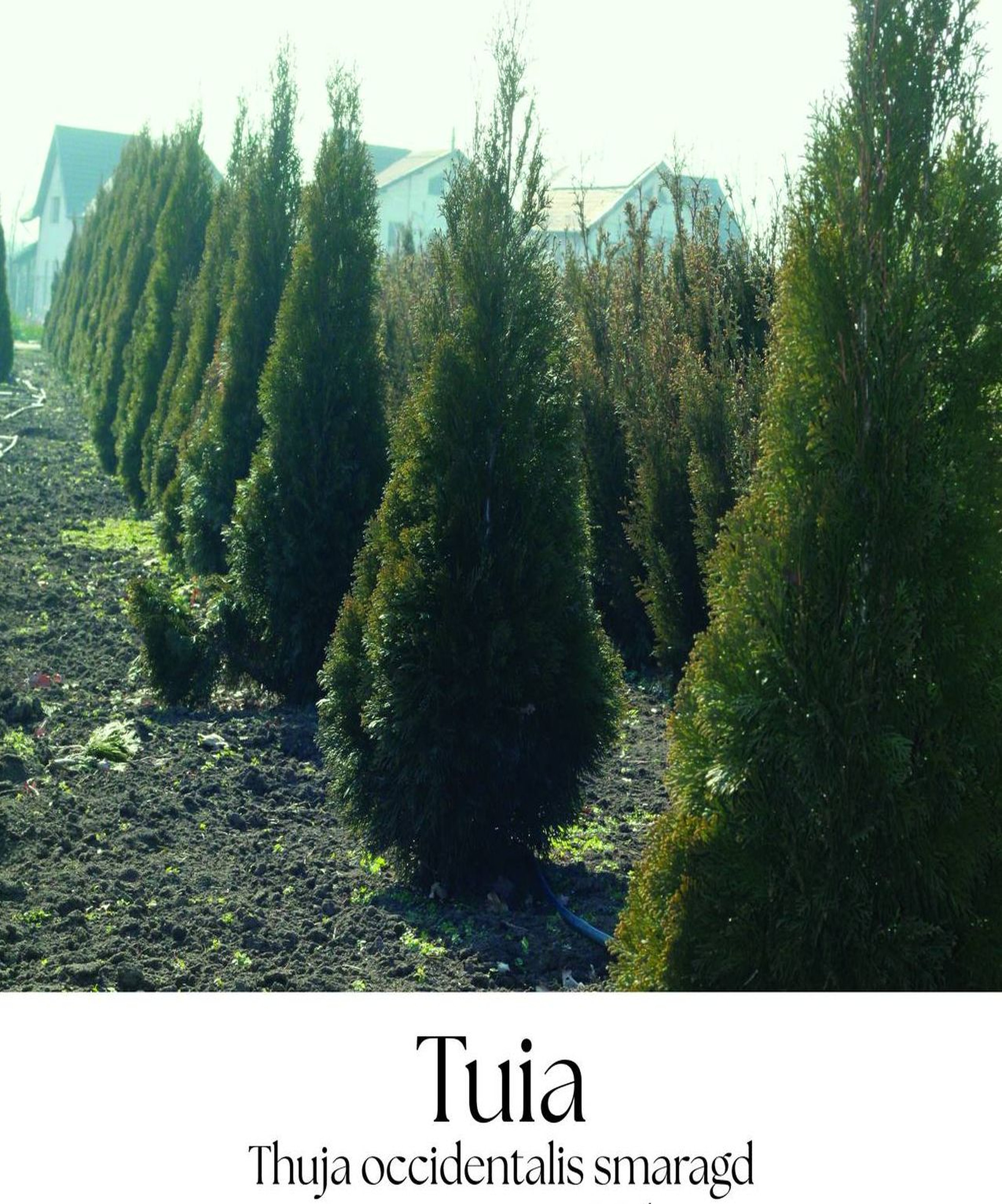 magazin tuia servicii publice iasi