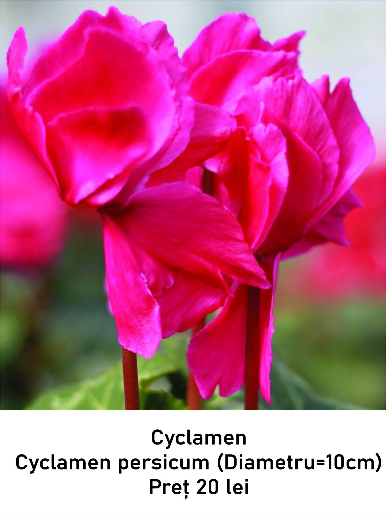 magazin cyclamen servicii publice iasi