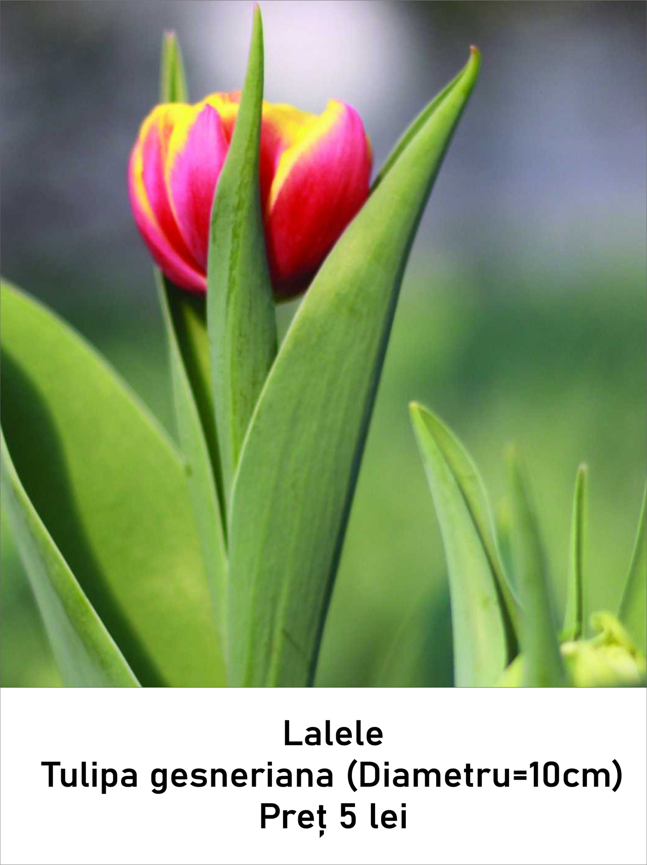 magazin lalele servicii publice iasi