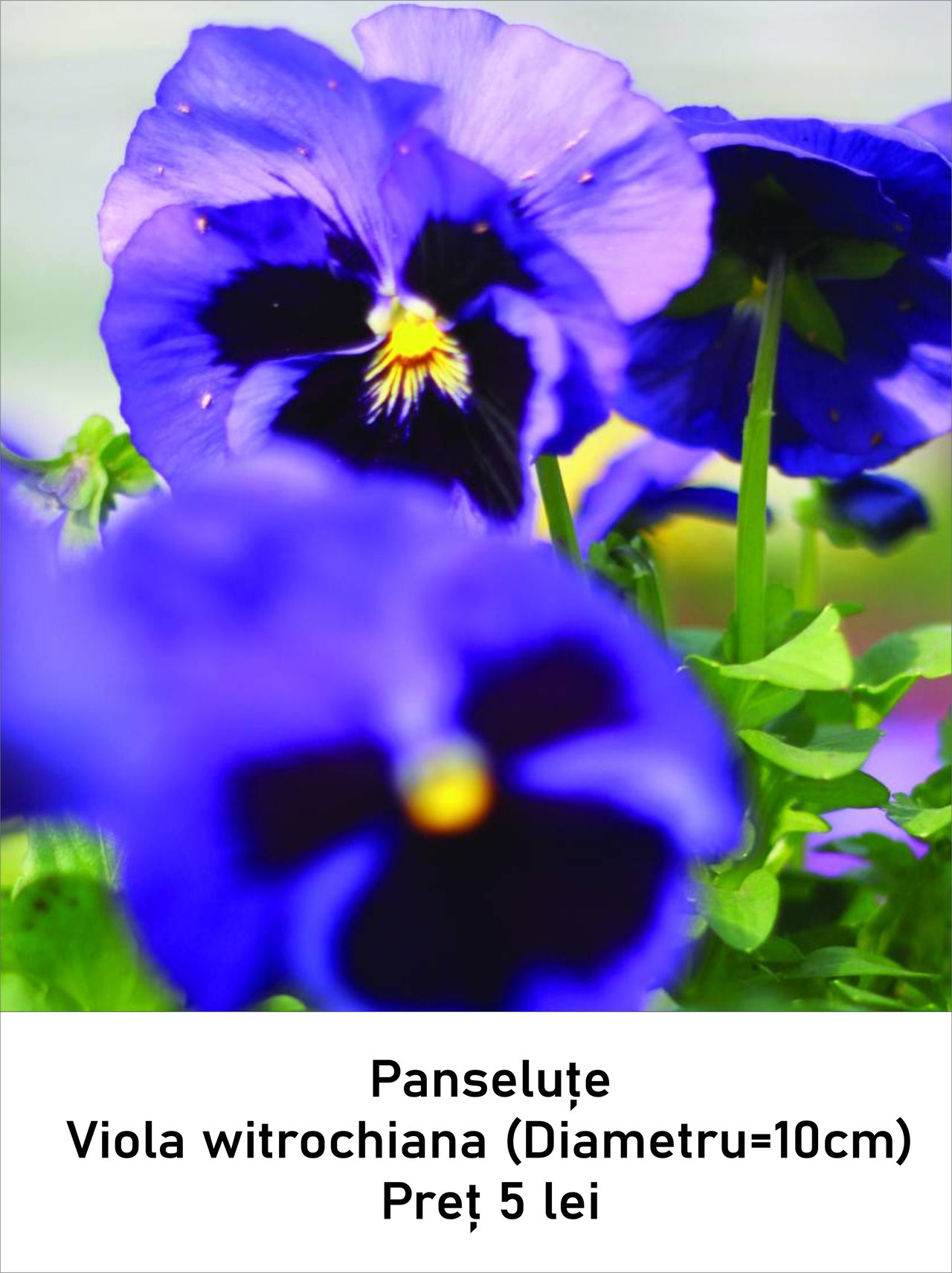 magazin panselute servicii publice iasi