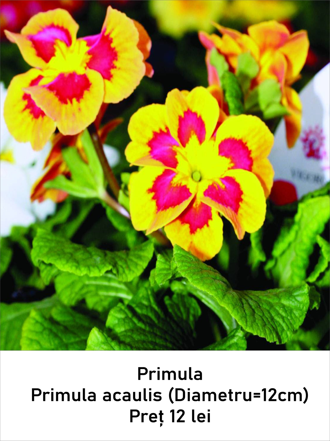 magazin primule servicii publice iasi