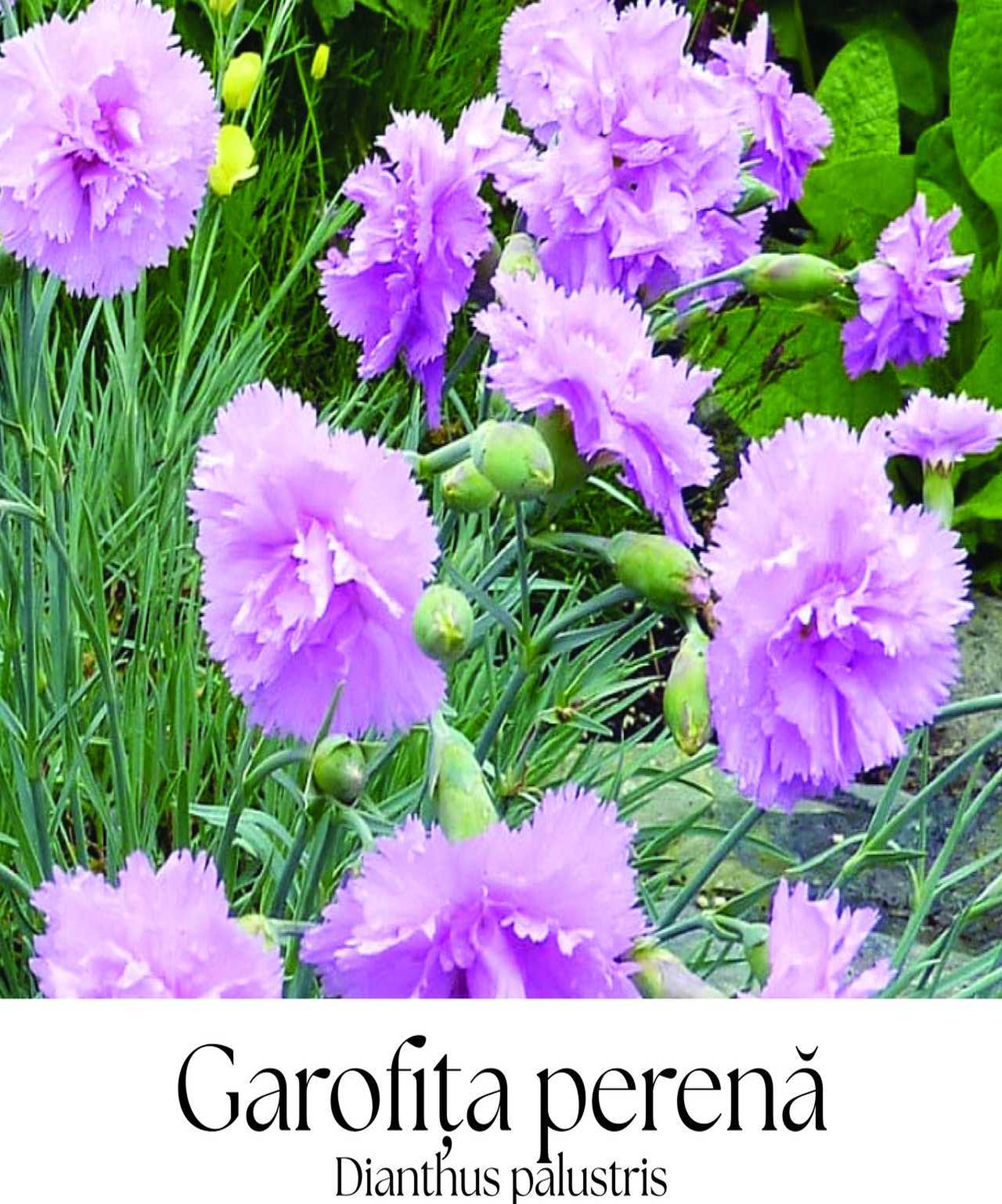 magazin garofita servicii publice iasi