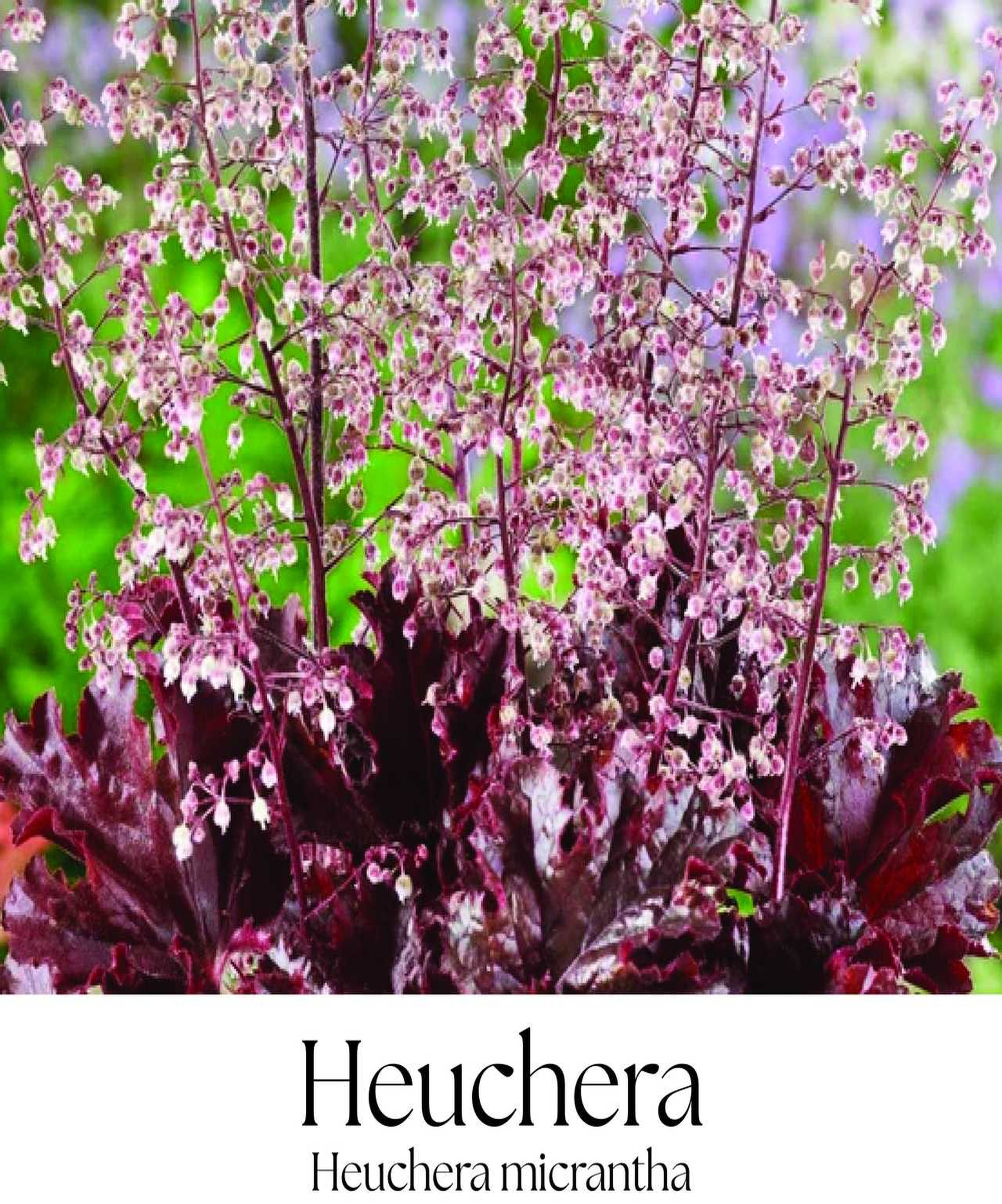 magazin heuchera servicii publice iasi