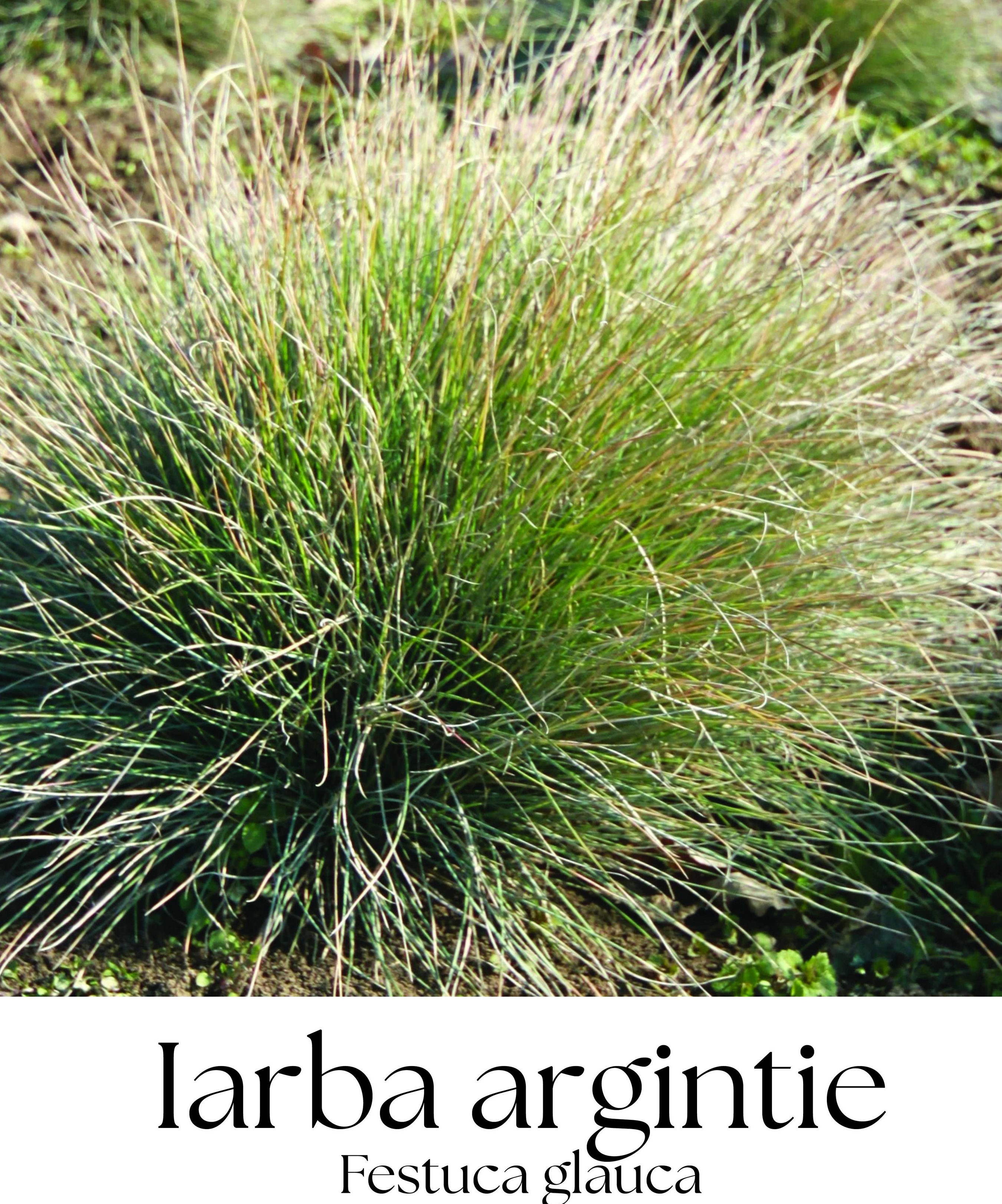 magazin iarba argintie servicii publice iasi