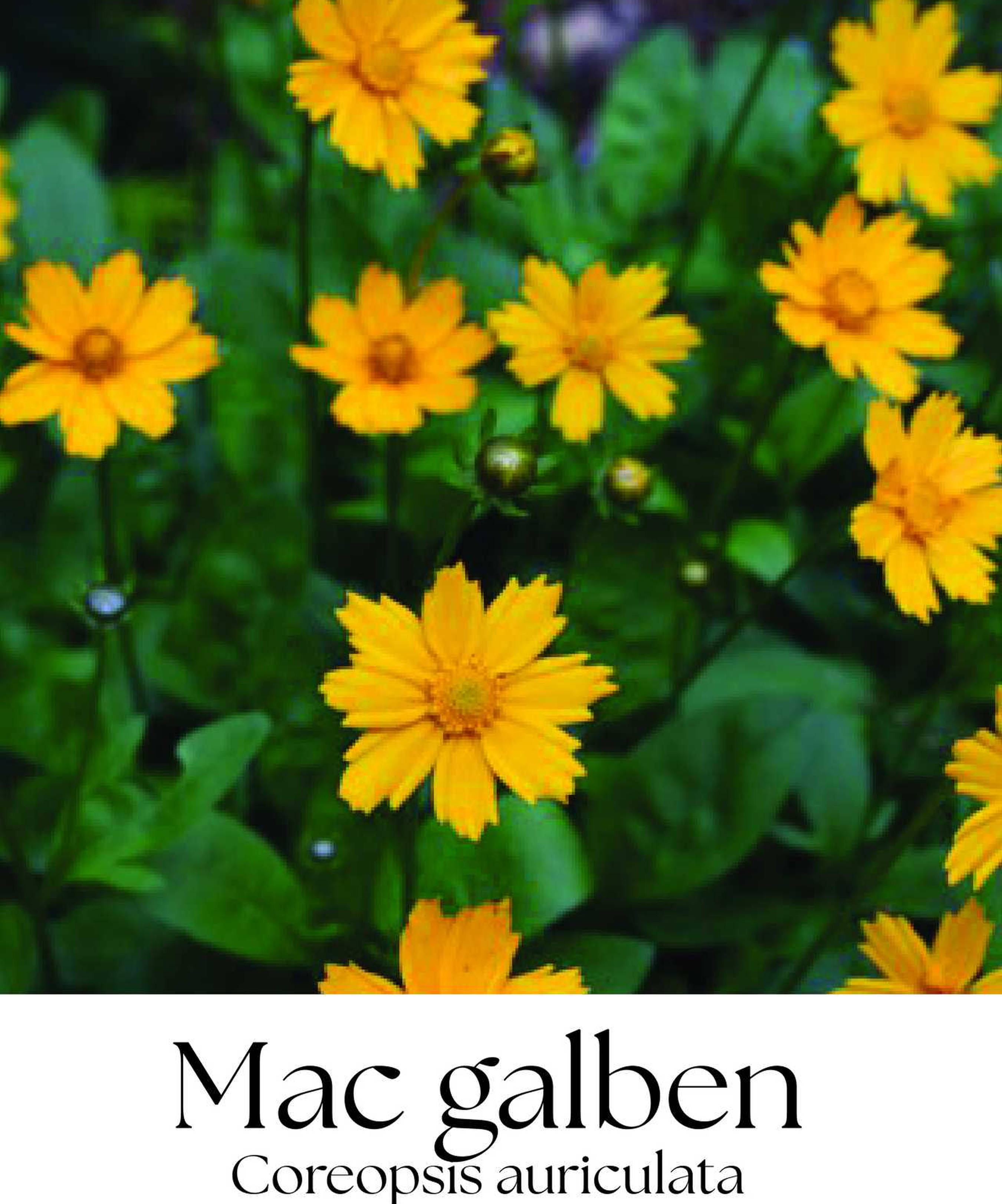 magazin mac galben servicii publice iasi