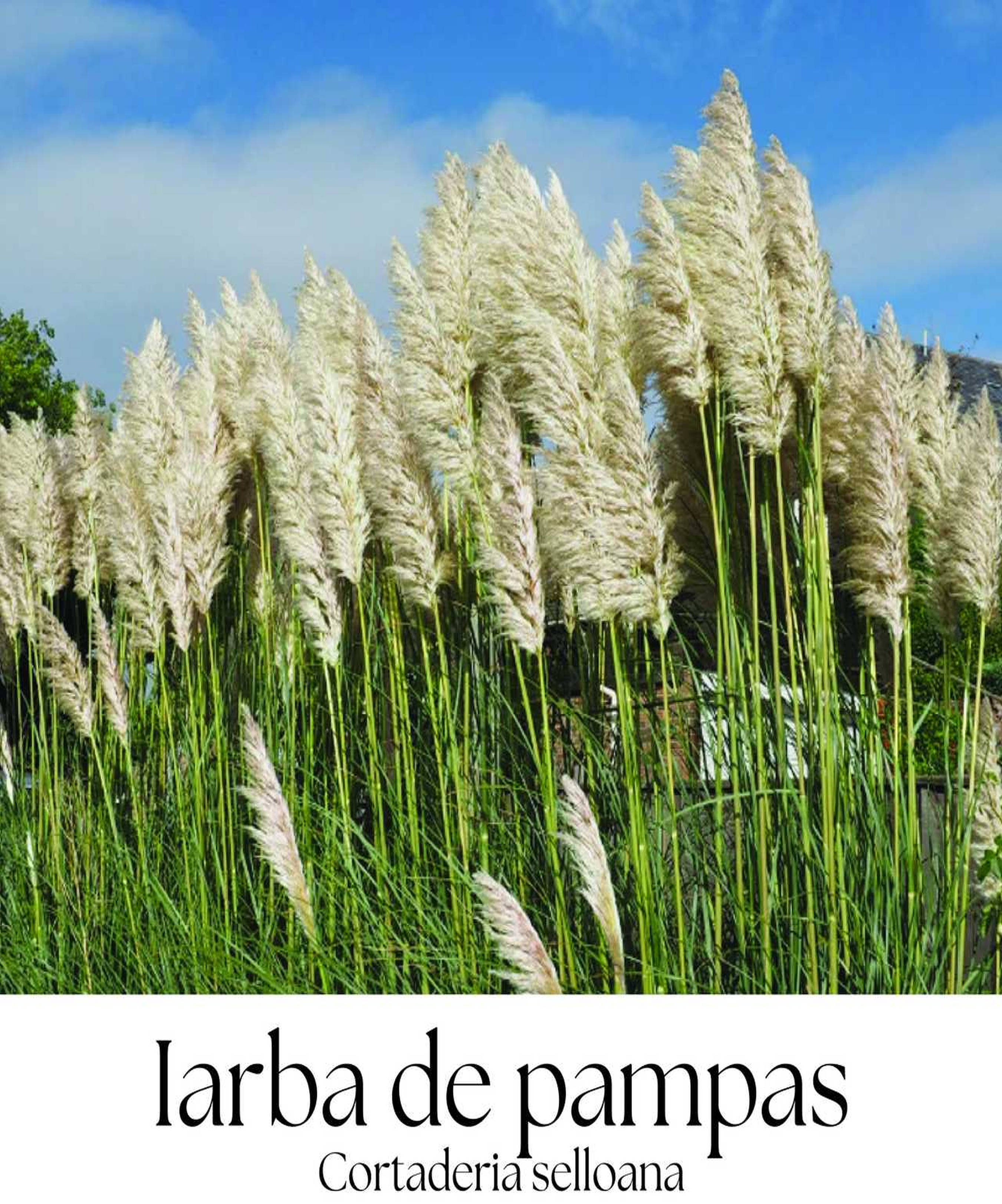 magazin iarba de pampas servicii publice iasi