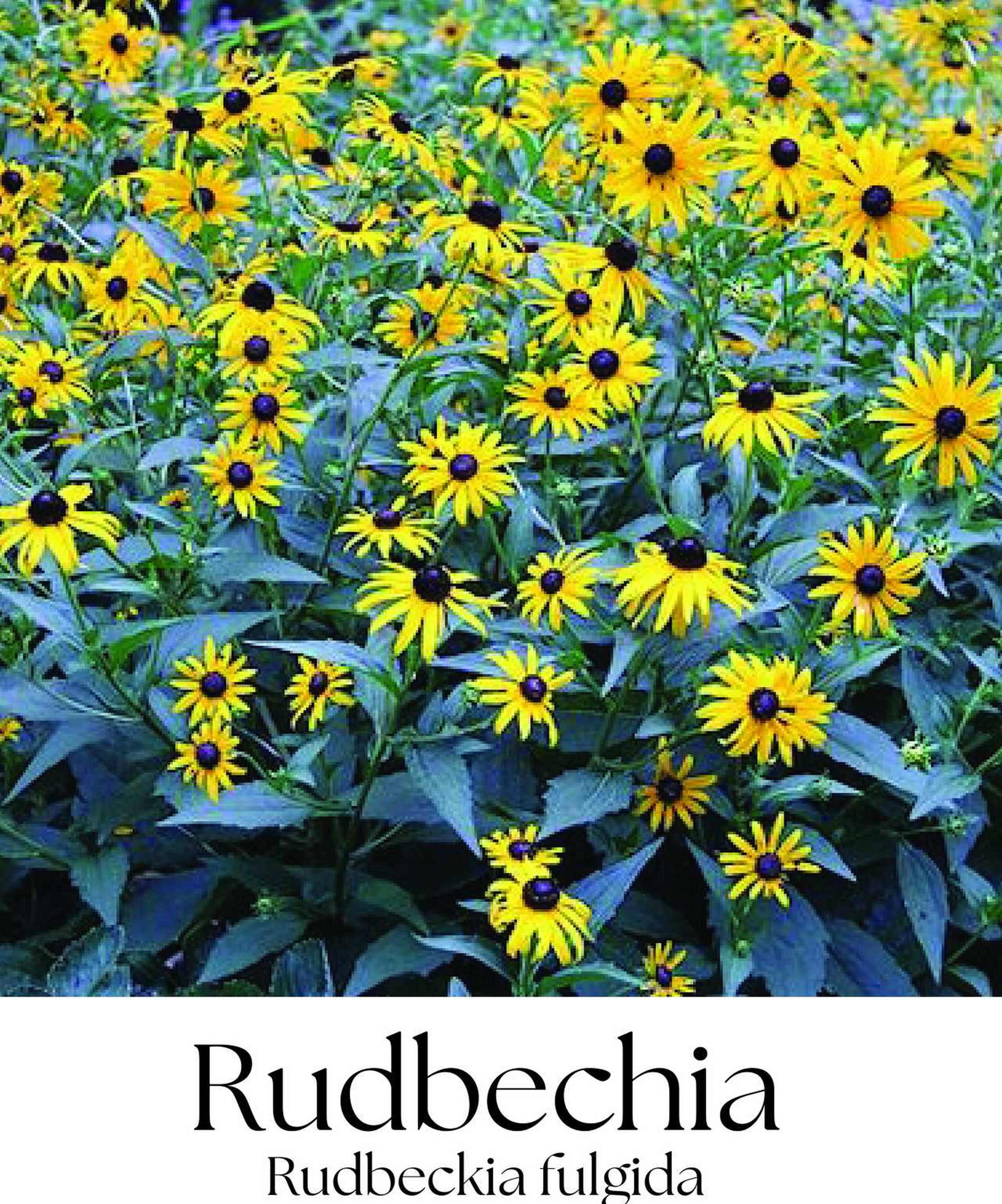 magazin rudbechia servicii publice iasi