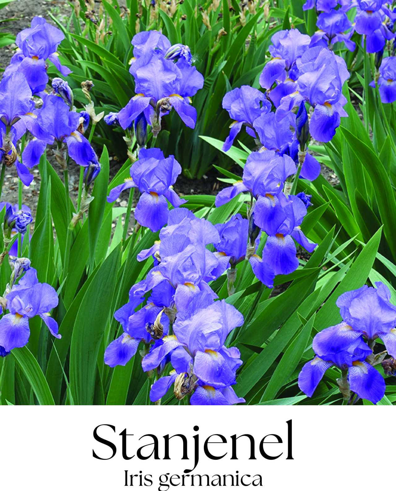 magazin stanjenel servicii publice iasi