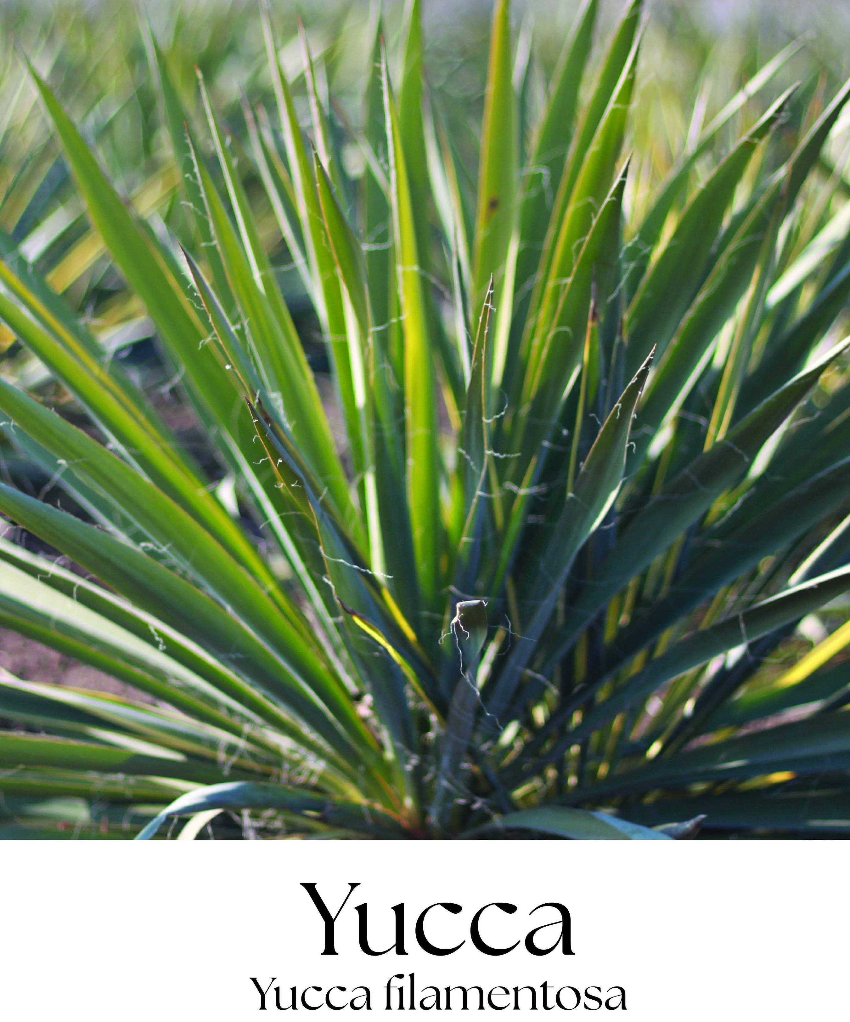 magazin iarba argintie servicii publice iasi